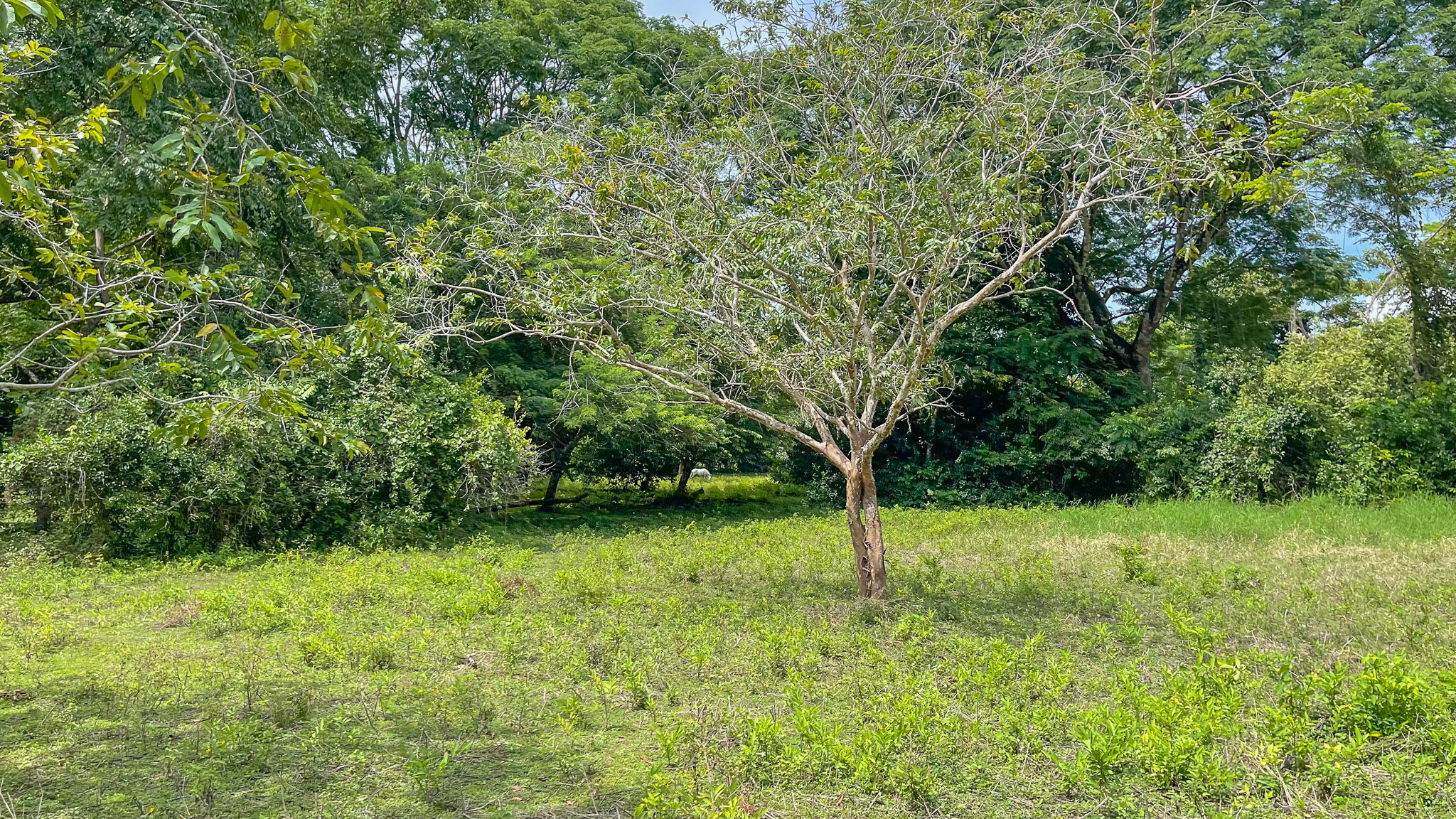 0 bed Land For Sale in Cabuya, Puntarenas - thumb 5