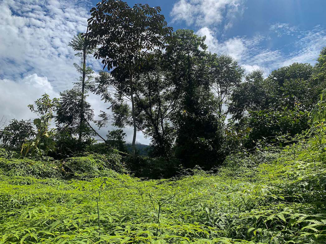 0 bed Land For Sale in Ojochal, Puntarenas - thumb 10