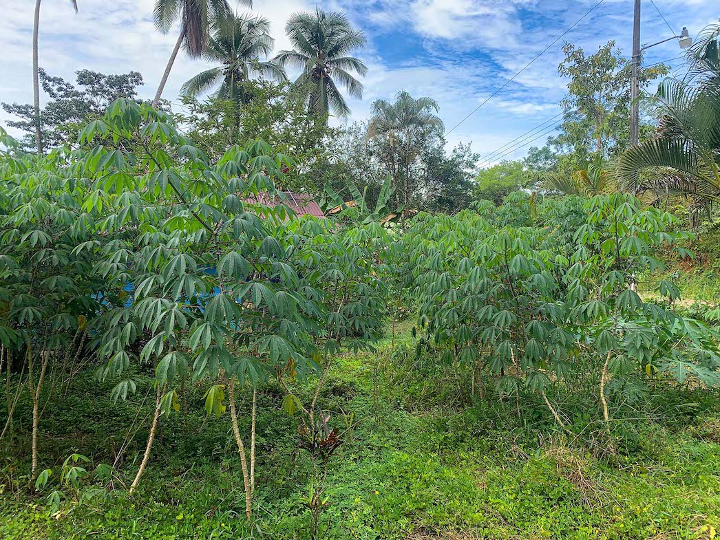 0 bed Land For Sale in Ojochal, Puntarenas - thumb 22