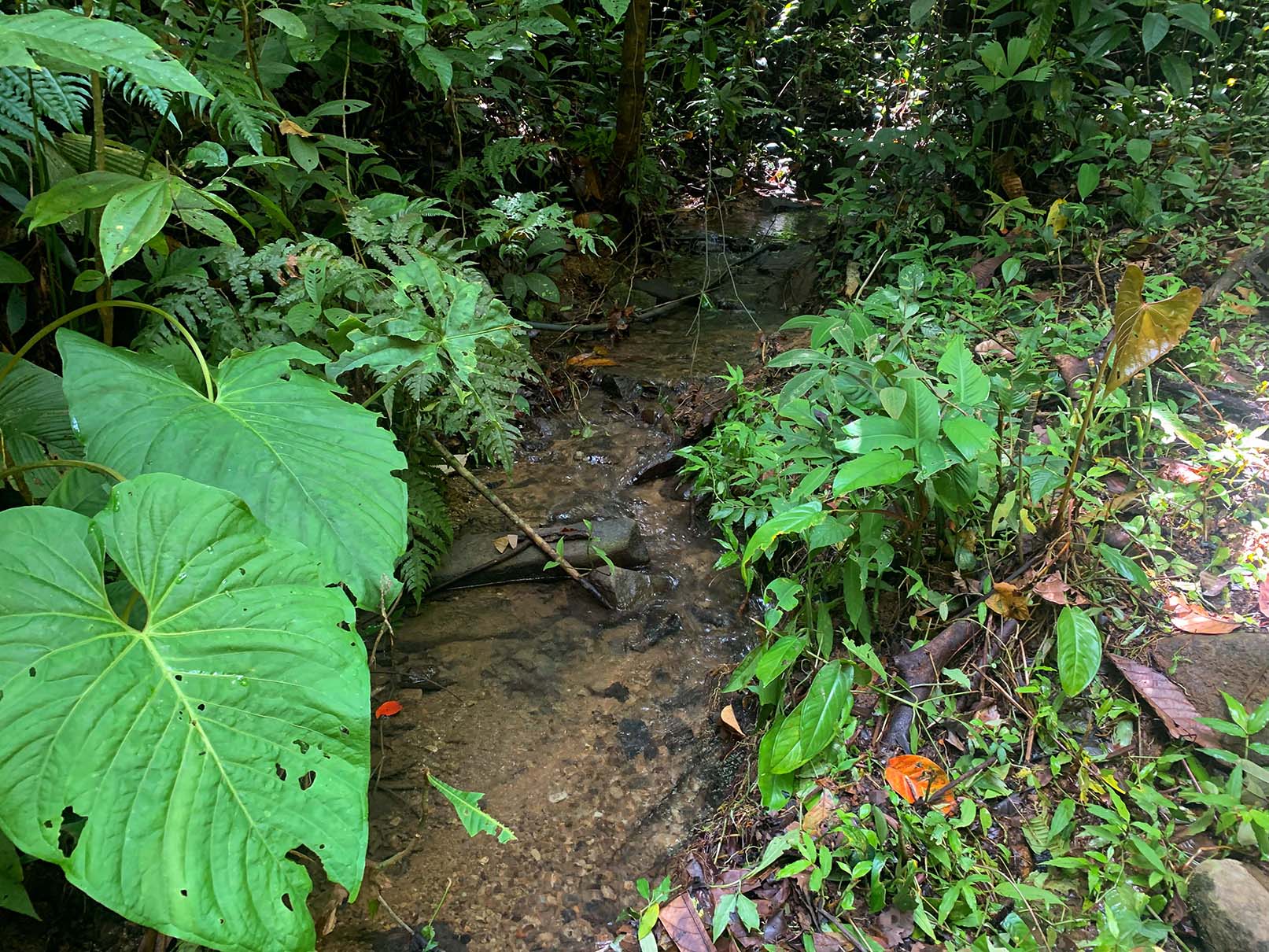 0 bed Land For Sale in Ojochal, Puntarenas - thumb 20