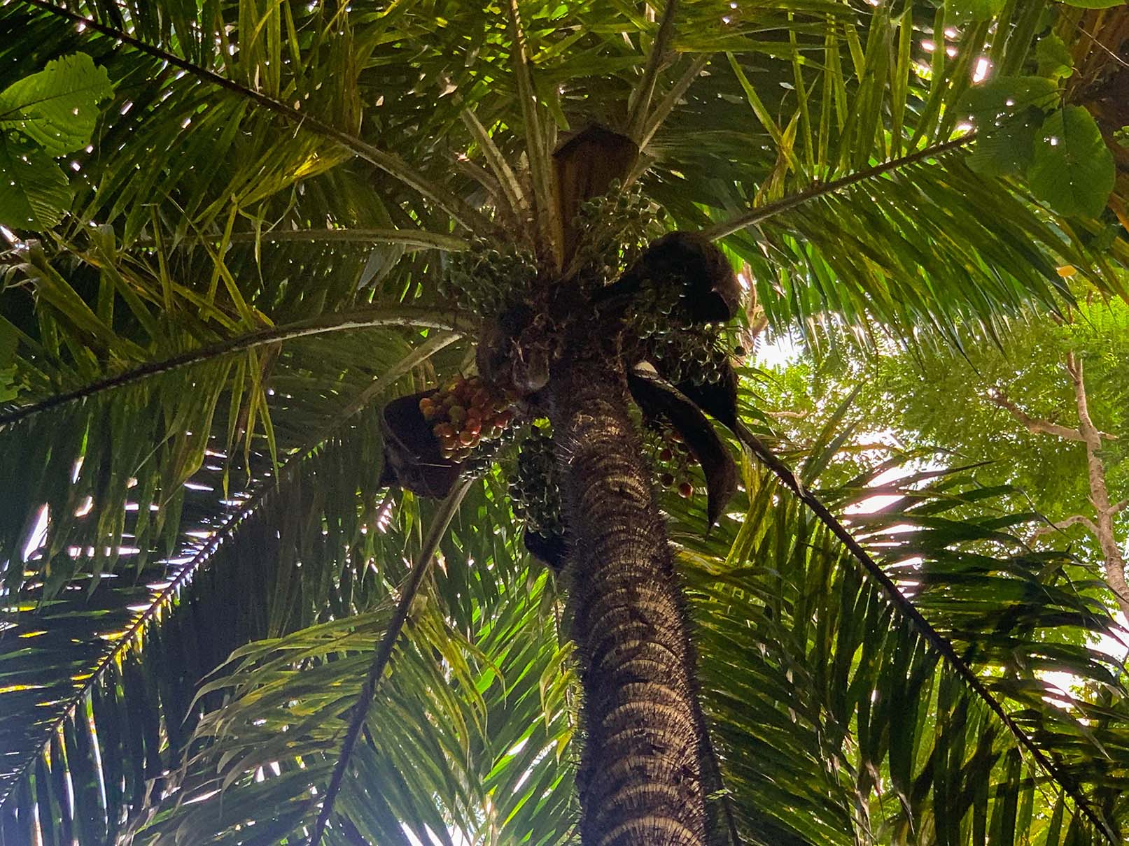 0 bed Land For Sale in Ojochal, Puntarenas - thumb 9