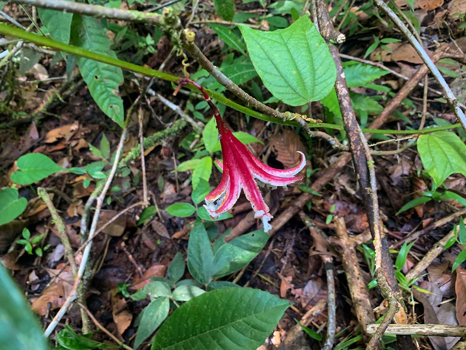 0 bed Land For Sale in Ojochal, Puntarenas - thumb 14