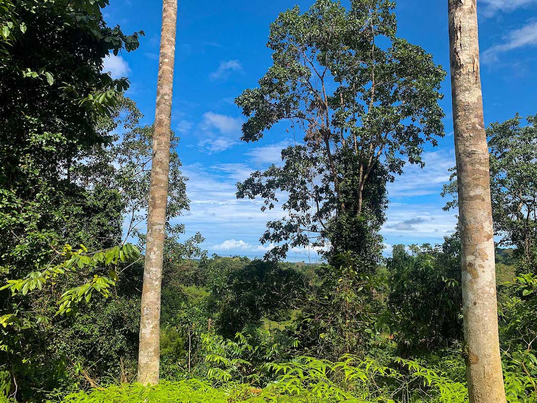 0 bed Land For Sale in Ojochal, Puntarenas - thumb 13