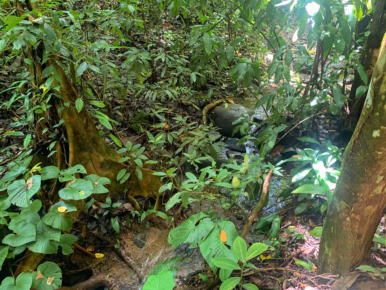 0 bed Land For Sale in Ojochal, Puntarenas - thumb 19