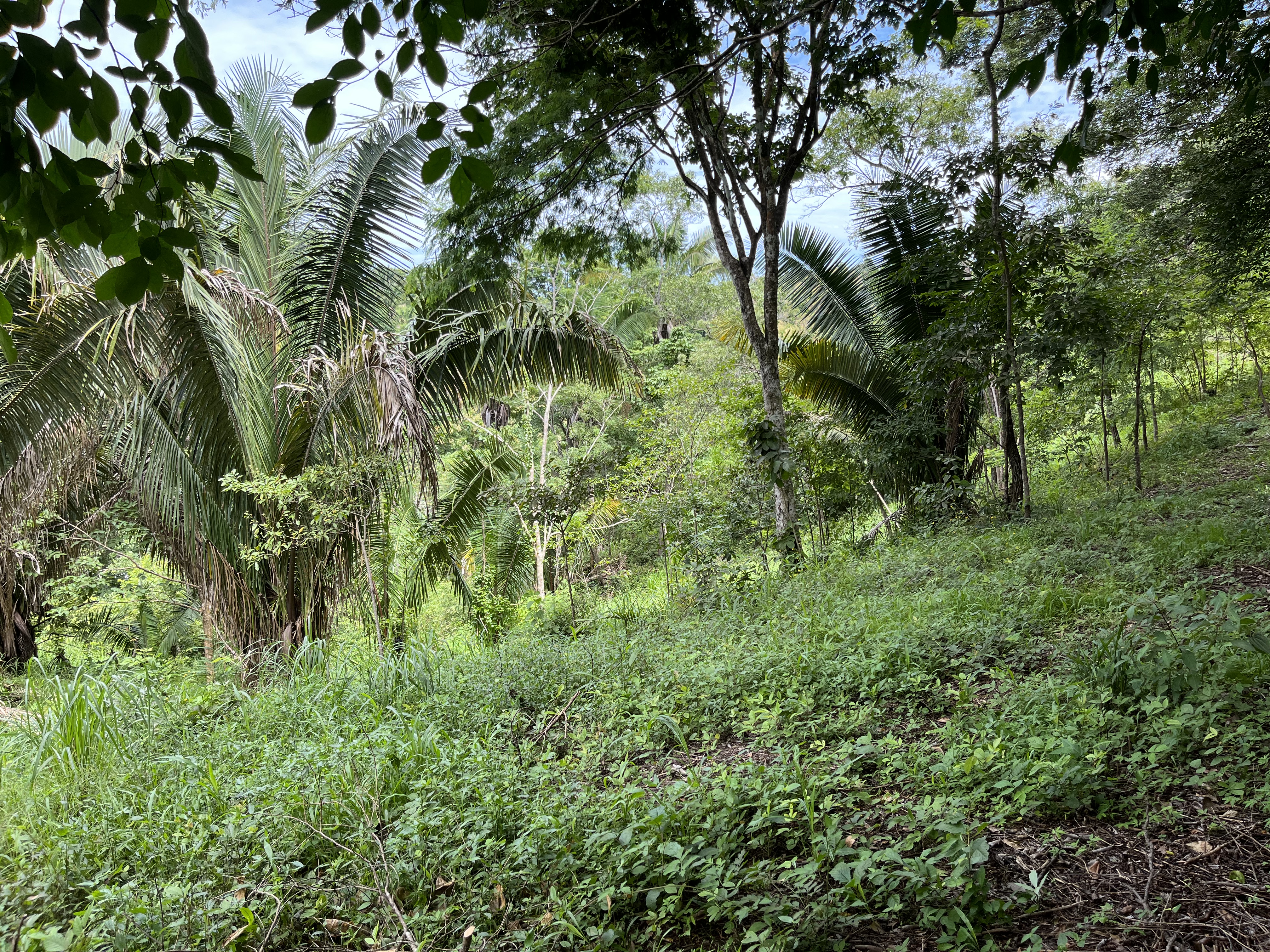 0 bed Land For Sale in Samara, Guanacaste - thumb 10