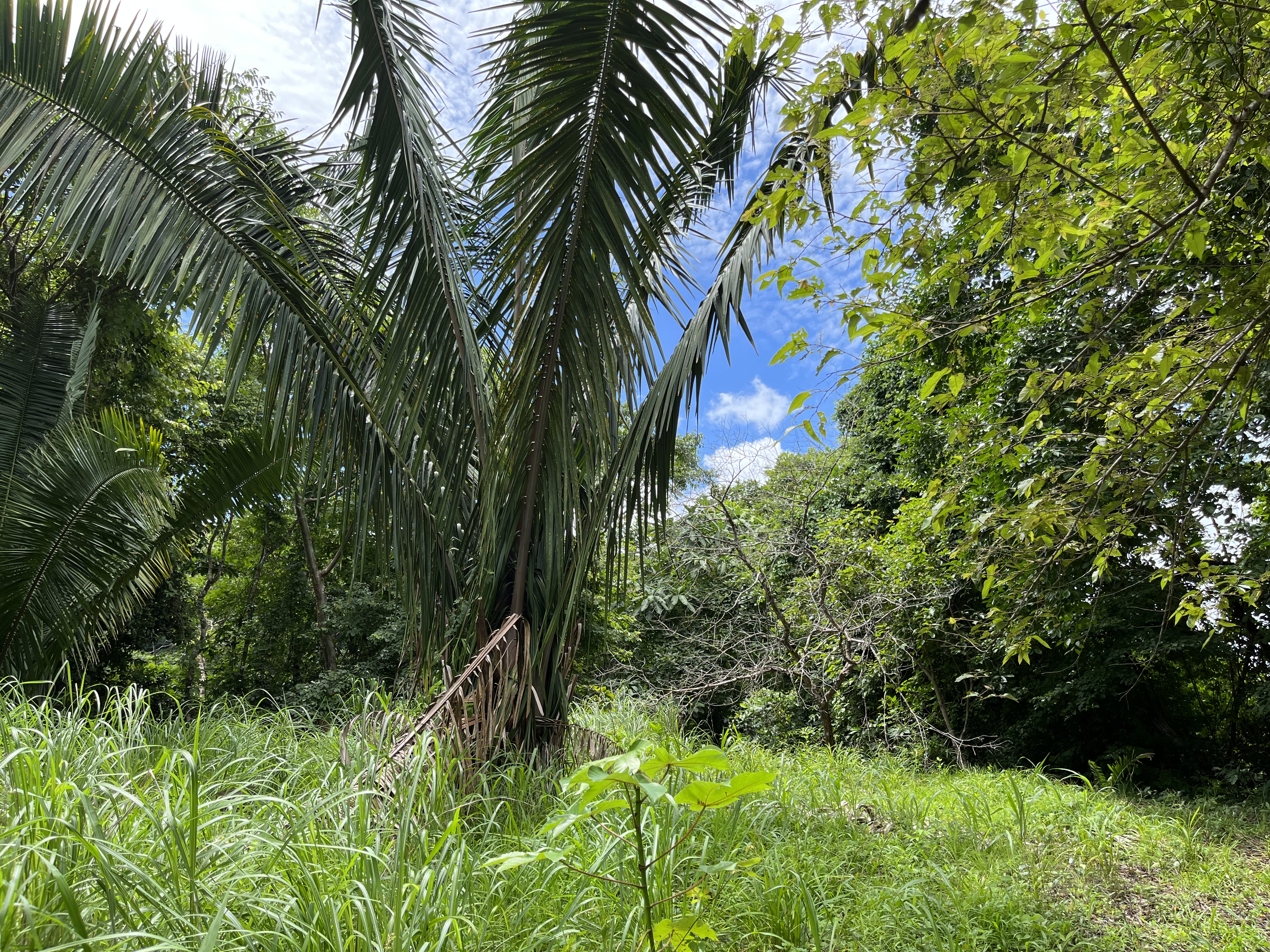0 bed Land For Sale in Samara, Guanacaste - thumb 13