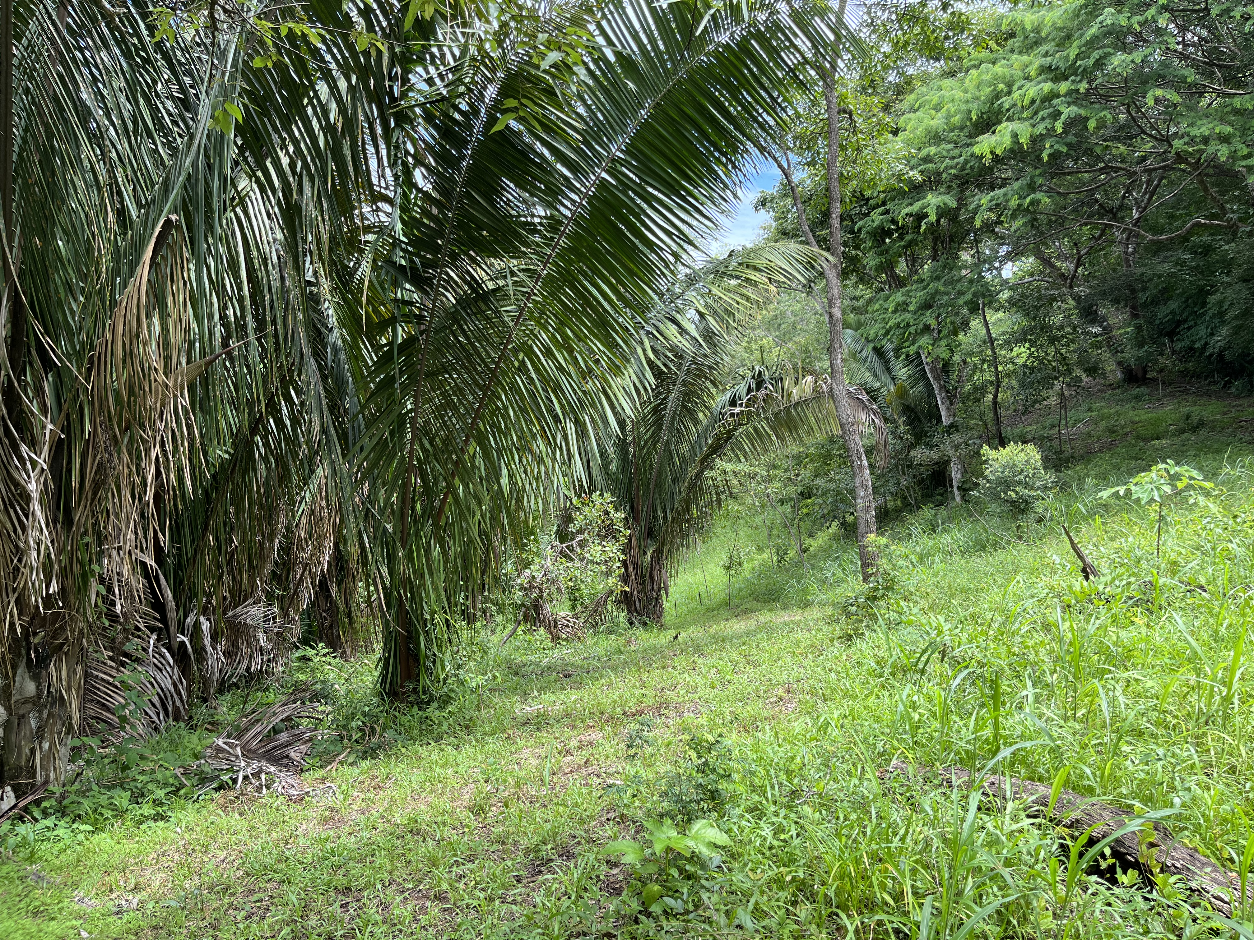 0 bed Land For Sale in Samara, Guanacaste - thumb 12
