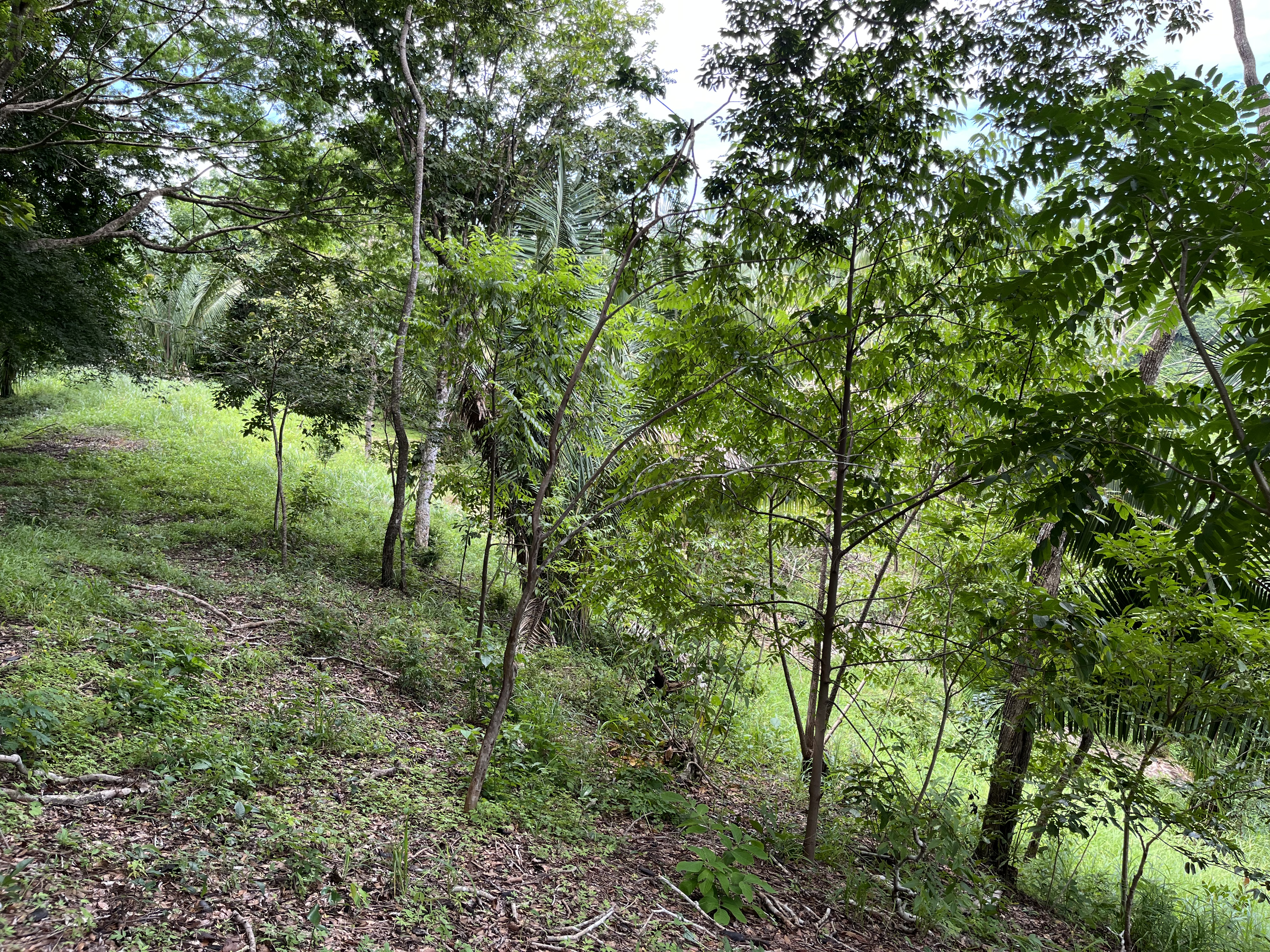 0 bed Land For Sale in Samara, Guanacaste - thumb 11