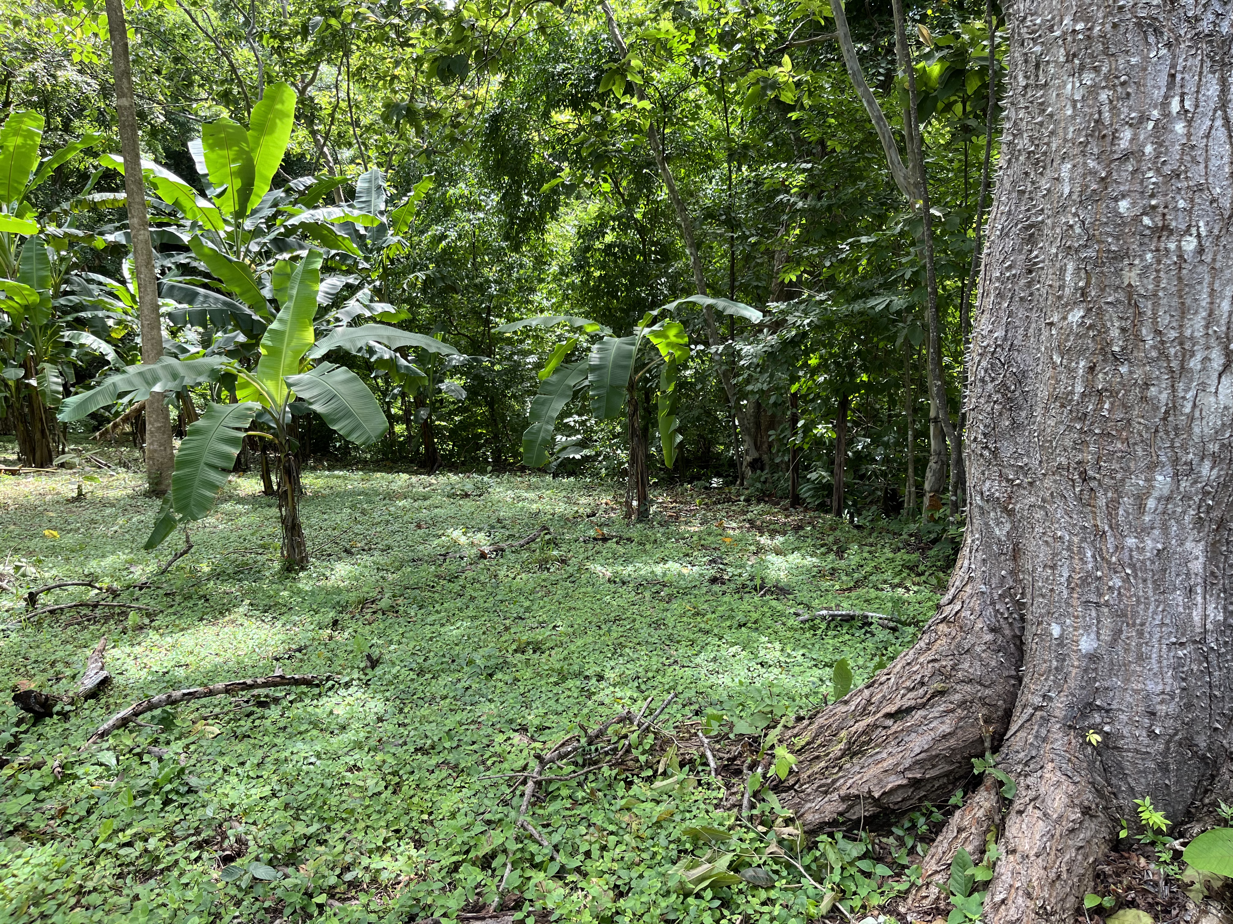 0 bed Land For Sale in Samara, Guanacaste - thumb 3