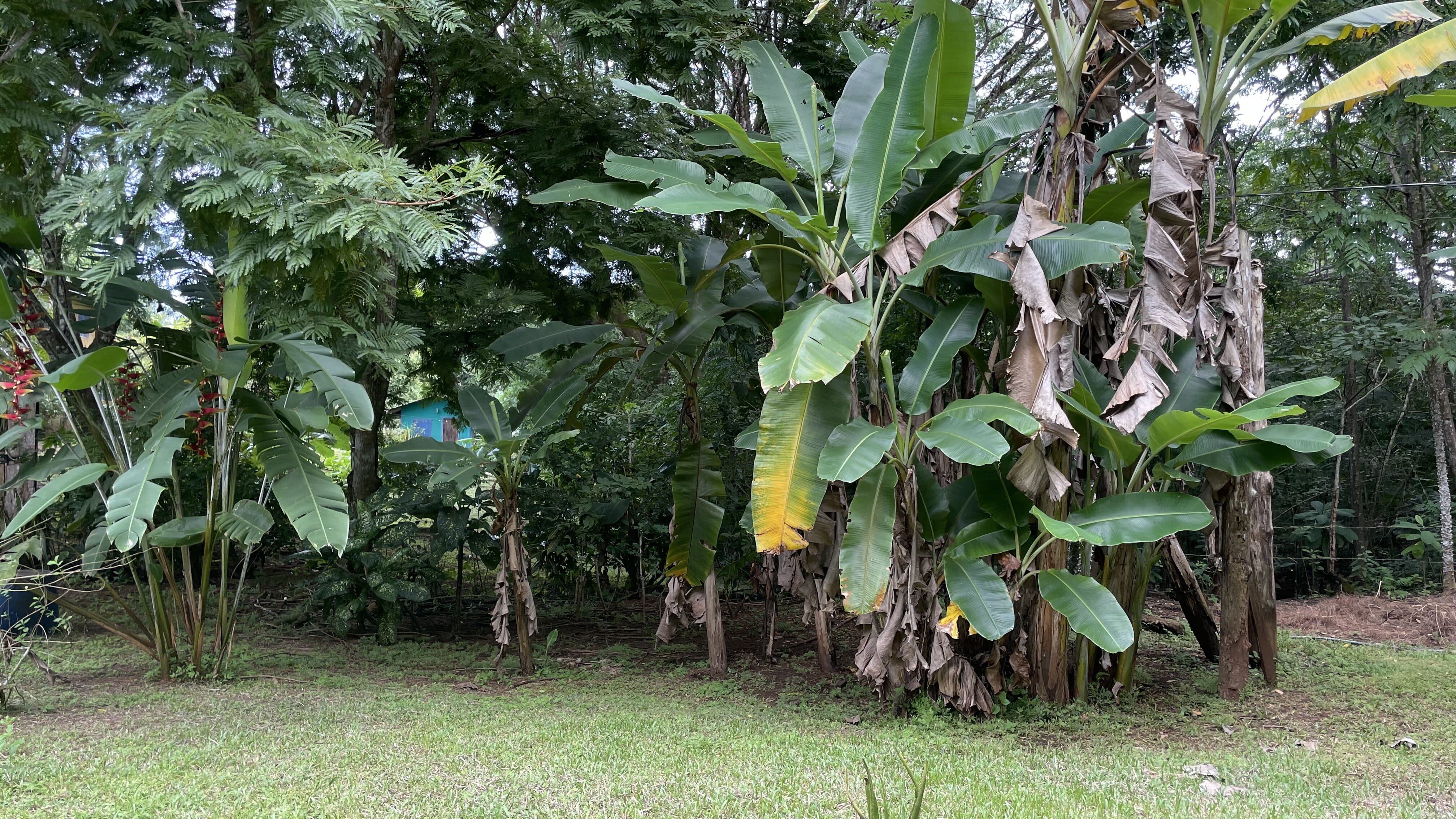 2 bed Single Family Homes For Sale in Delicias, Puntarenas - thumb 8