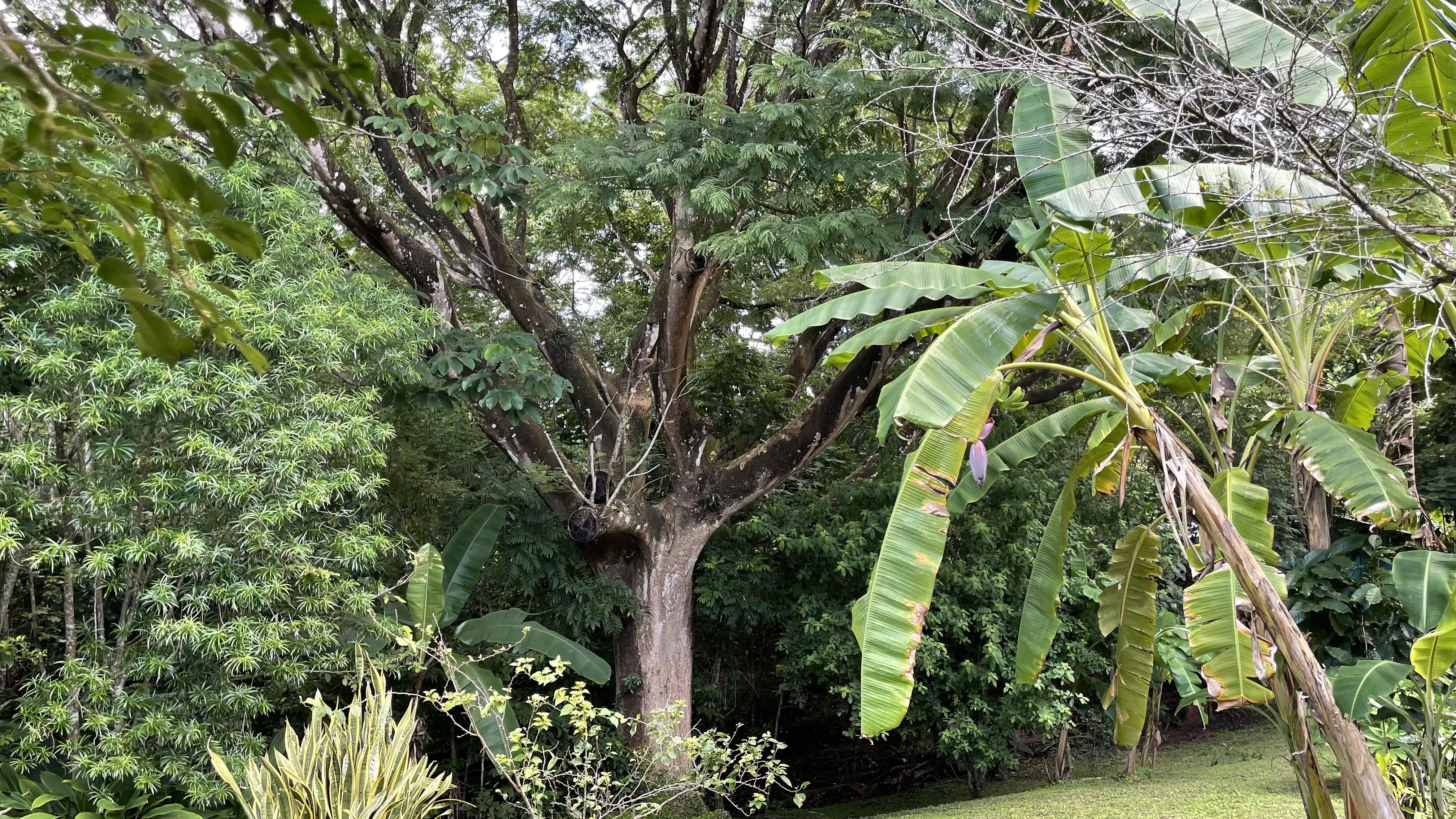 2 bed Single Family Homes For Sale in Delicias, Puntarenas - thumb 9