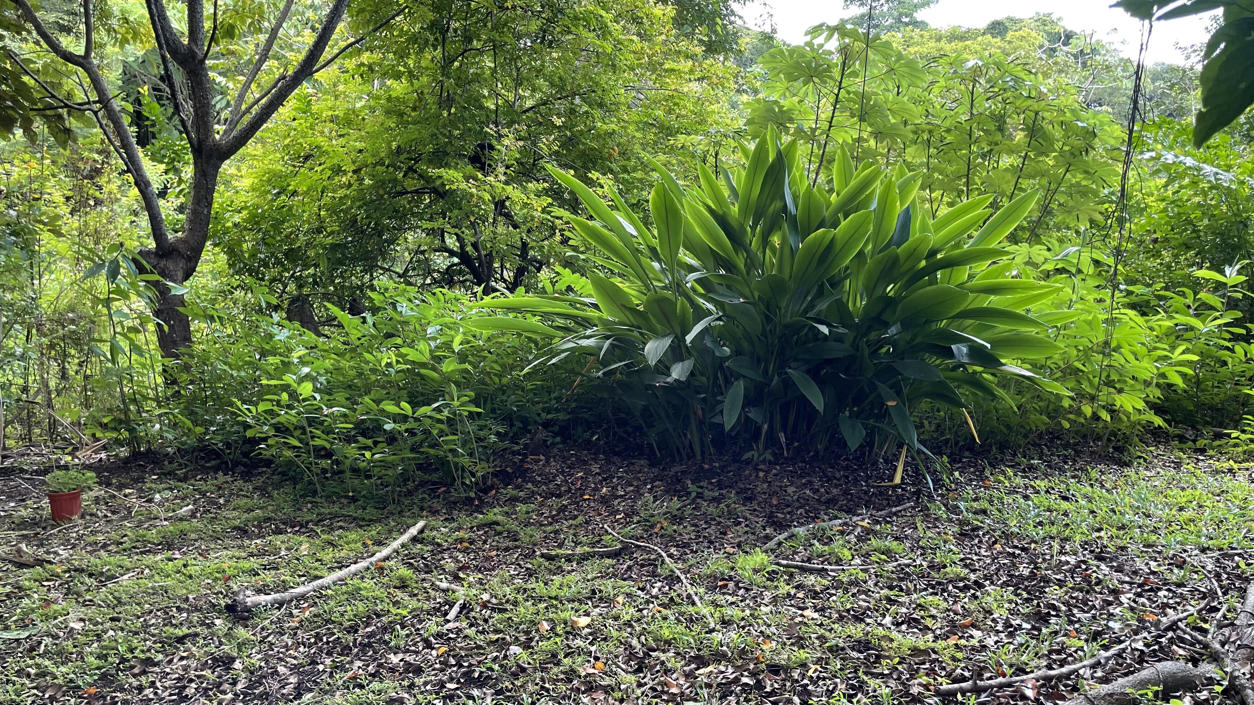 2 bed Single Family Homes For Sale in Delicias, Puntarenas - thumb 5