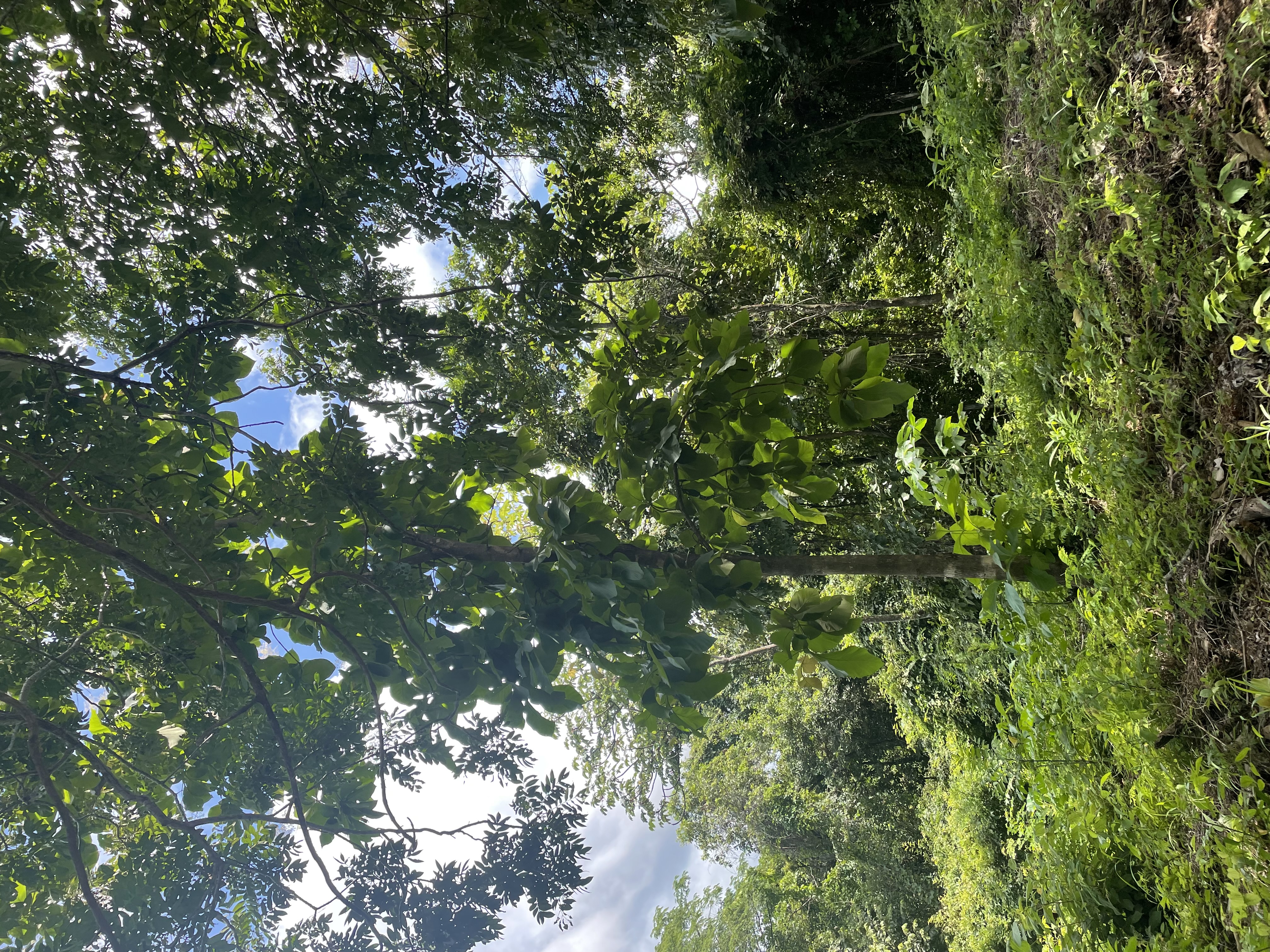 0 bed Land For Sale in Nosara, Guanacaste - thumb 4