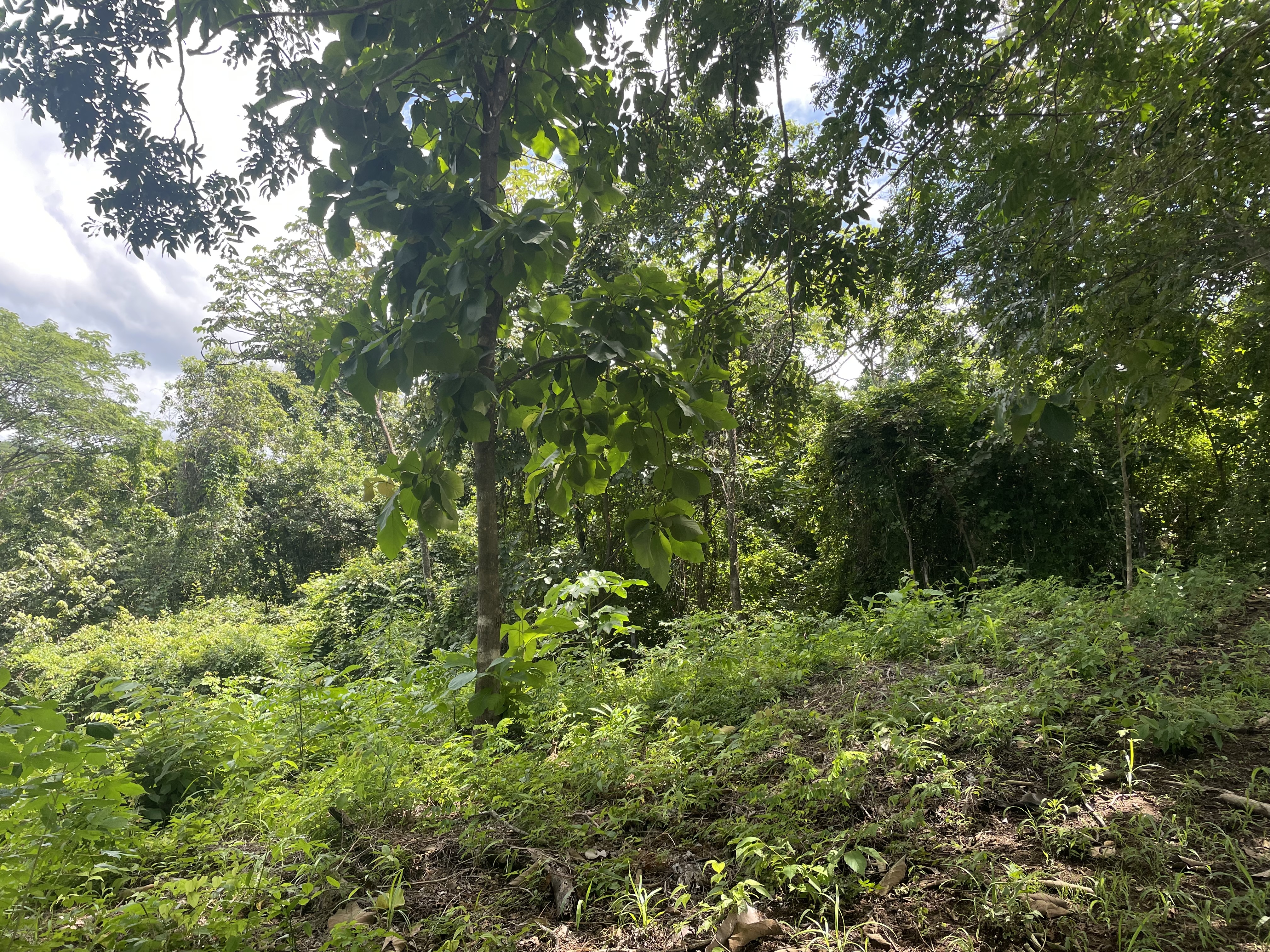 0 bed Land For Sale in Nosara, Guanacaste - thumb 3