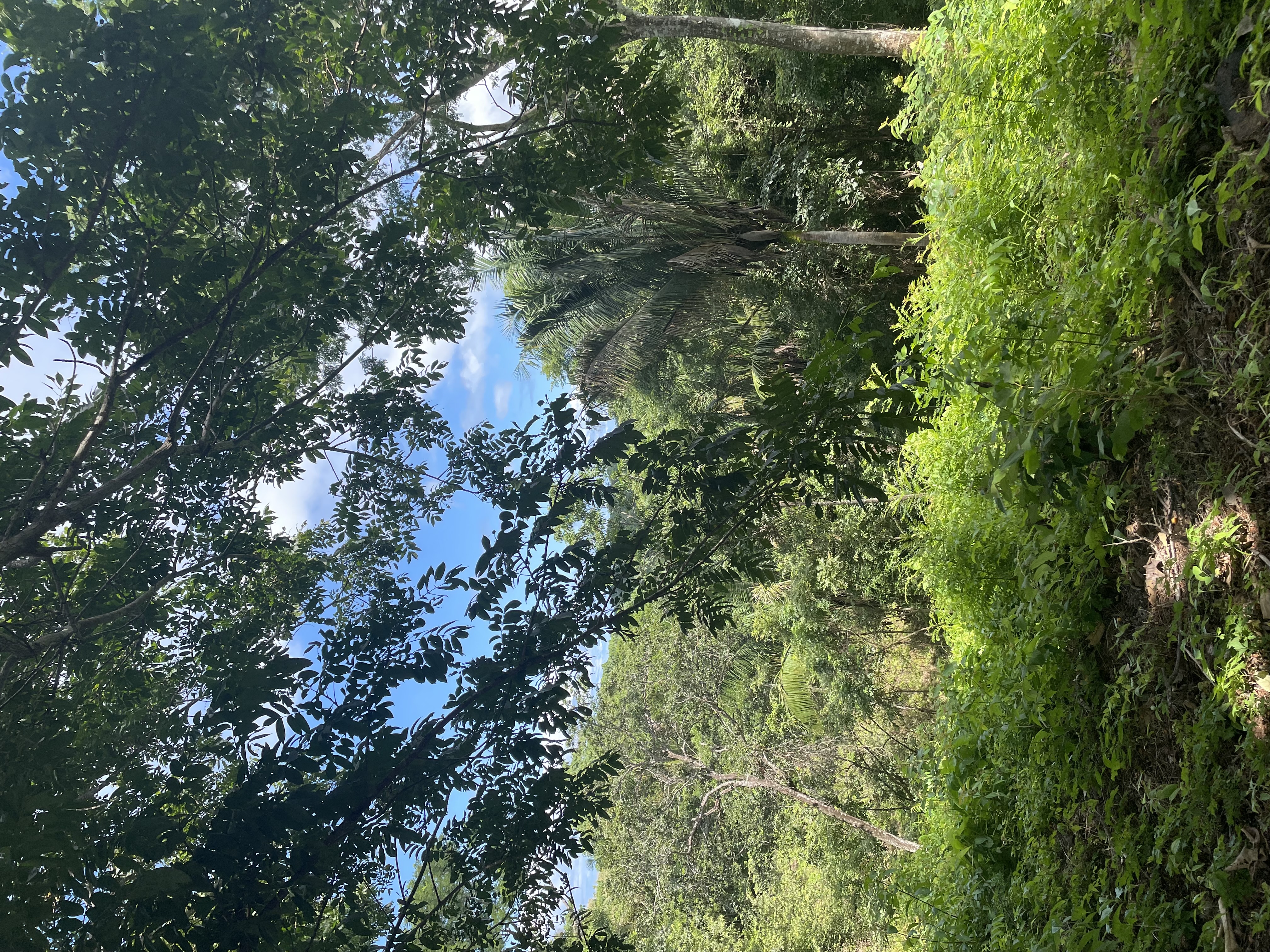 0 bed Land For Sale in Nosara, Guanacaste - thumb 5