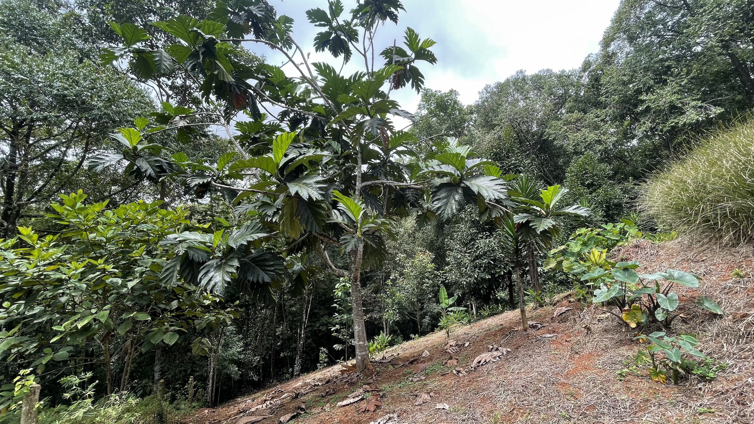 0 bed Land For Sale in Dominical, Puntarenas - thumb 10