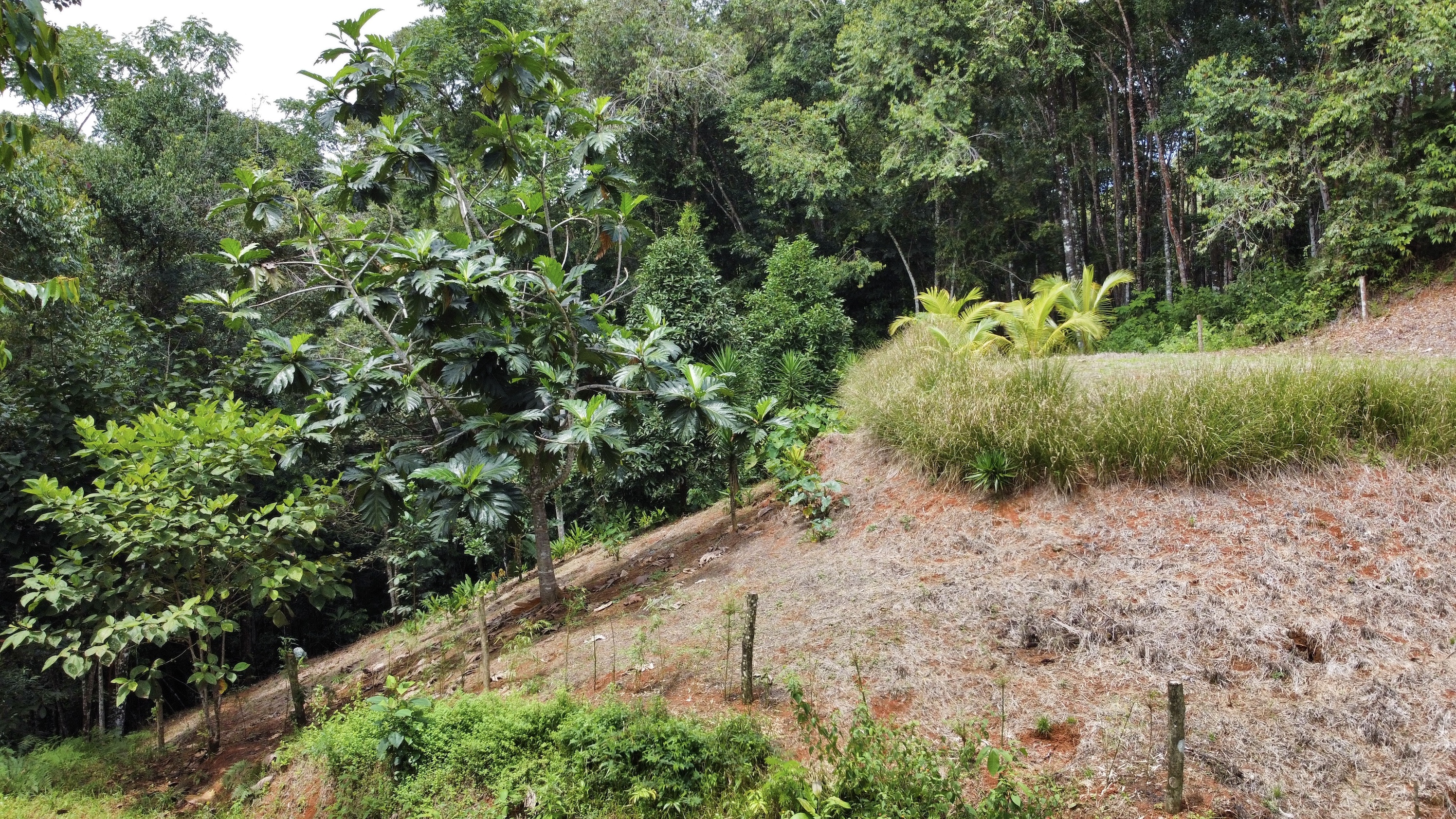 0 bed Land For Sale in Dominical, Puntarenas - thumb 7