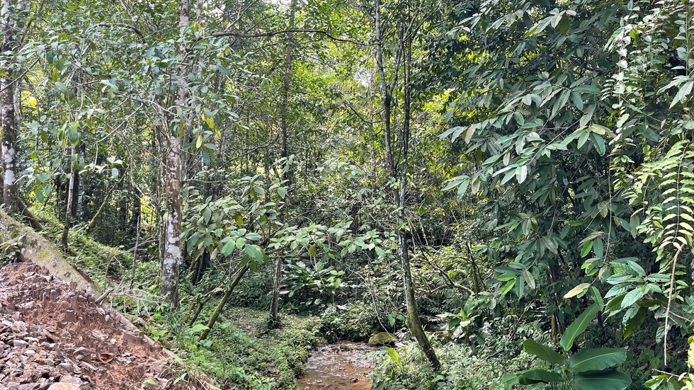 2 bed Single Family Homes For Sale in Ojochal, Puntarenas - thumb 5