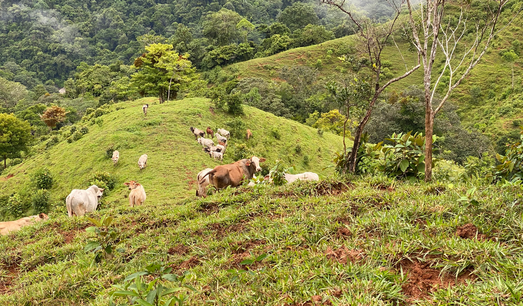 0 bed Land For Sale in Dominical, Puntarenas - thumb 18