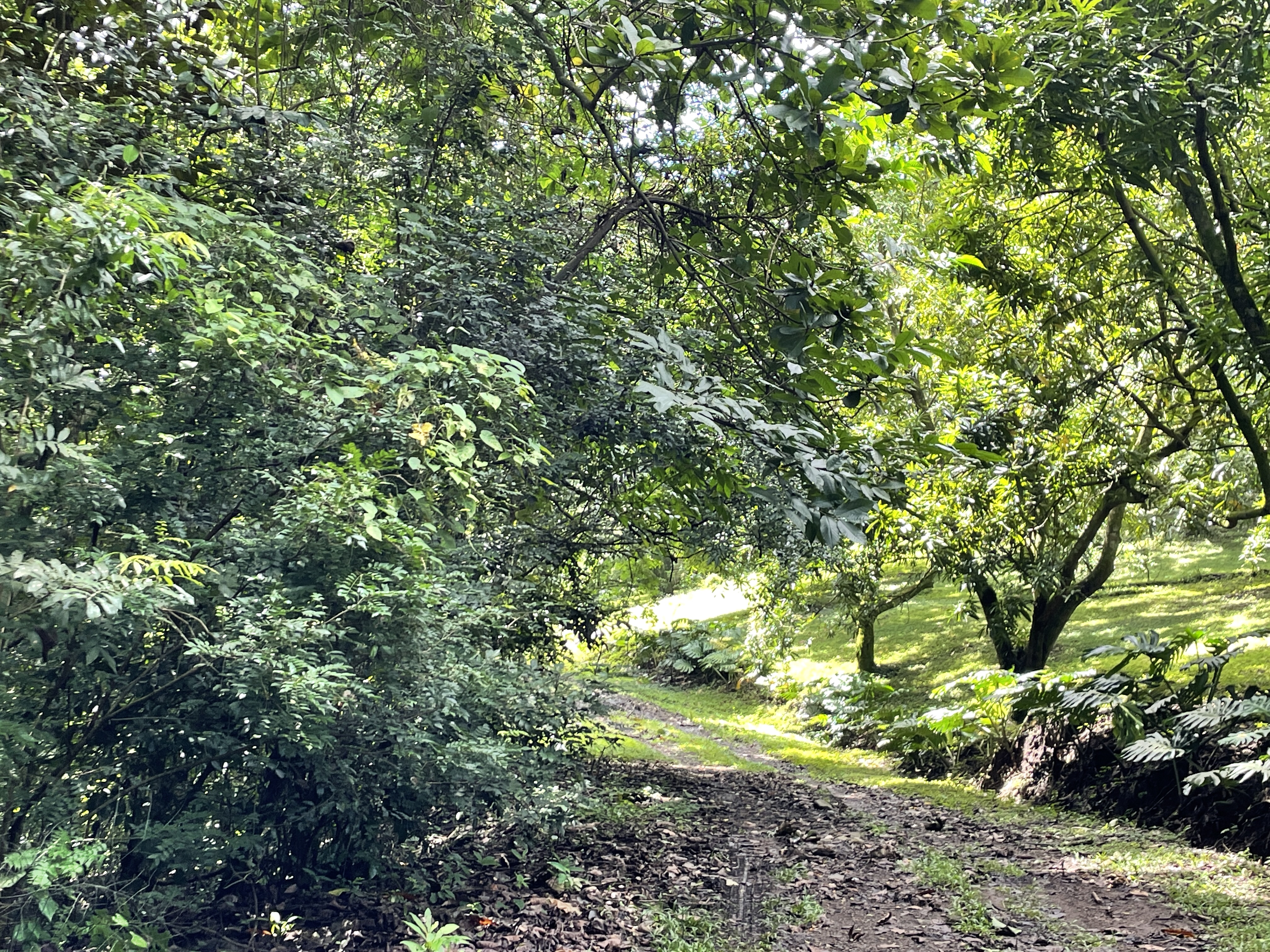 0 bed Land For Sale in Atenas, Alajuela - thumb 11