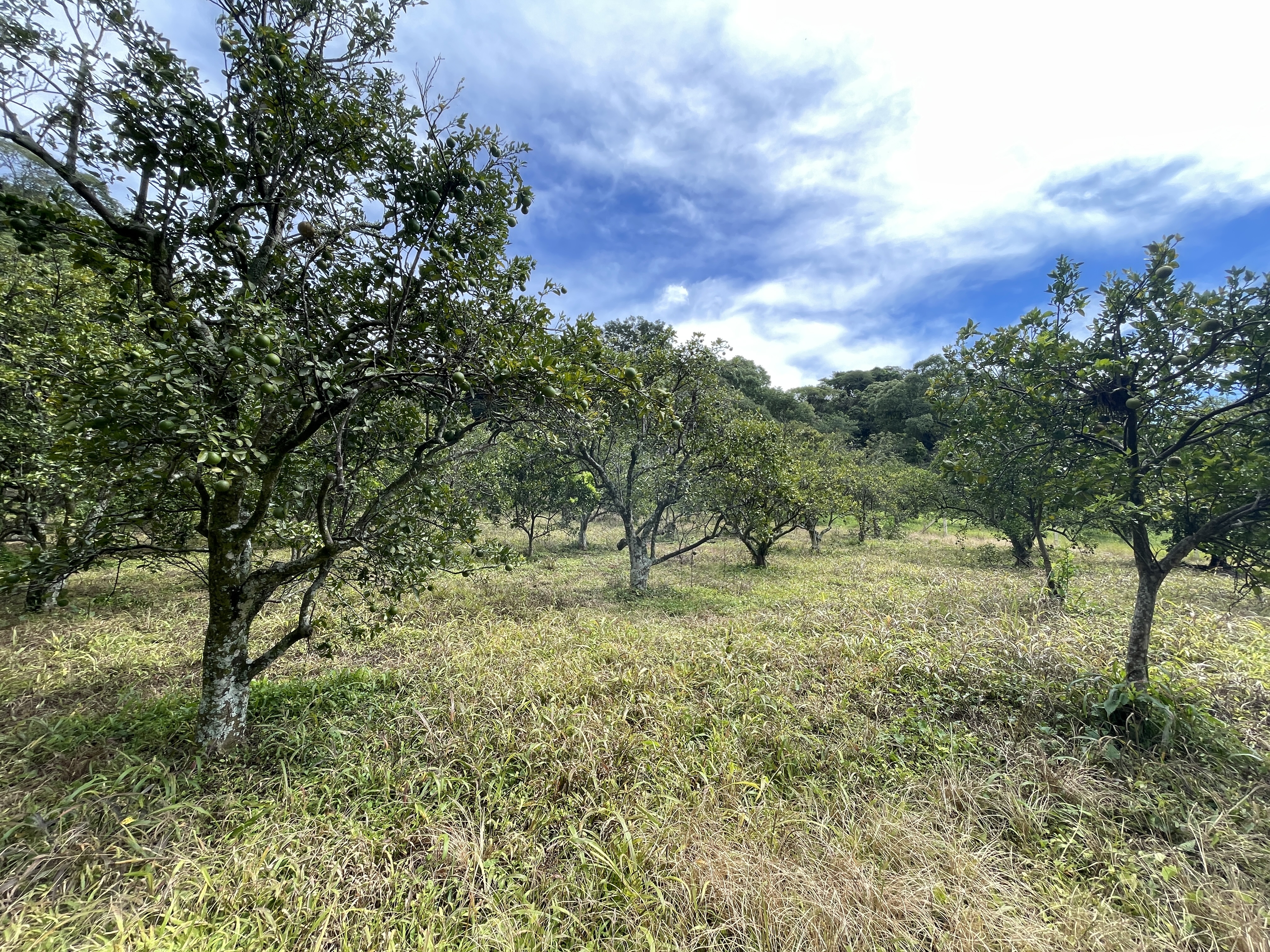0 bed Land For Sale in Atenas, Alajuela - thumb 7