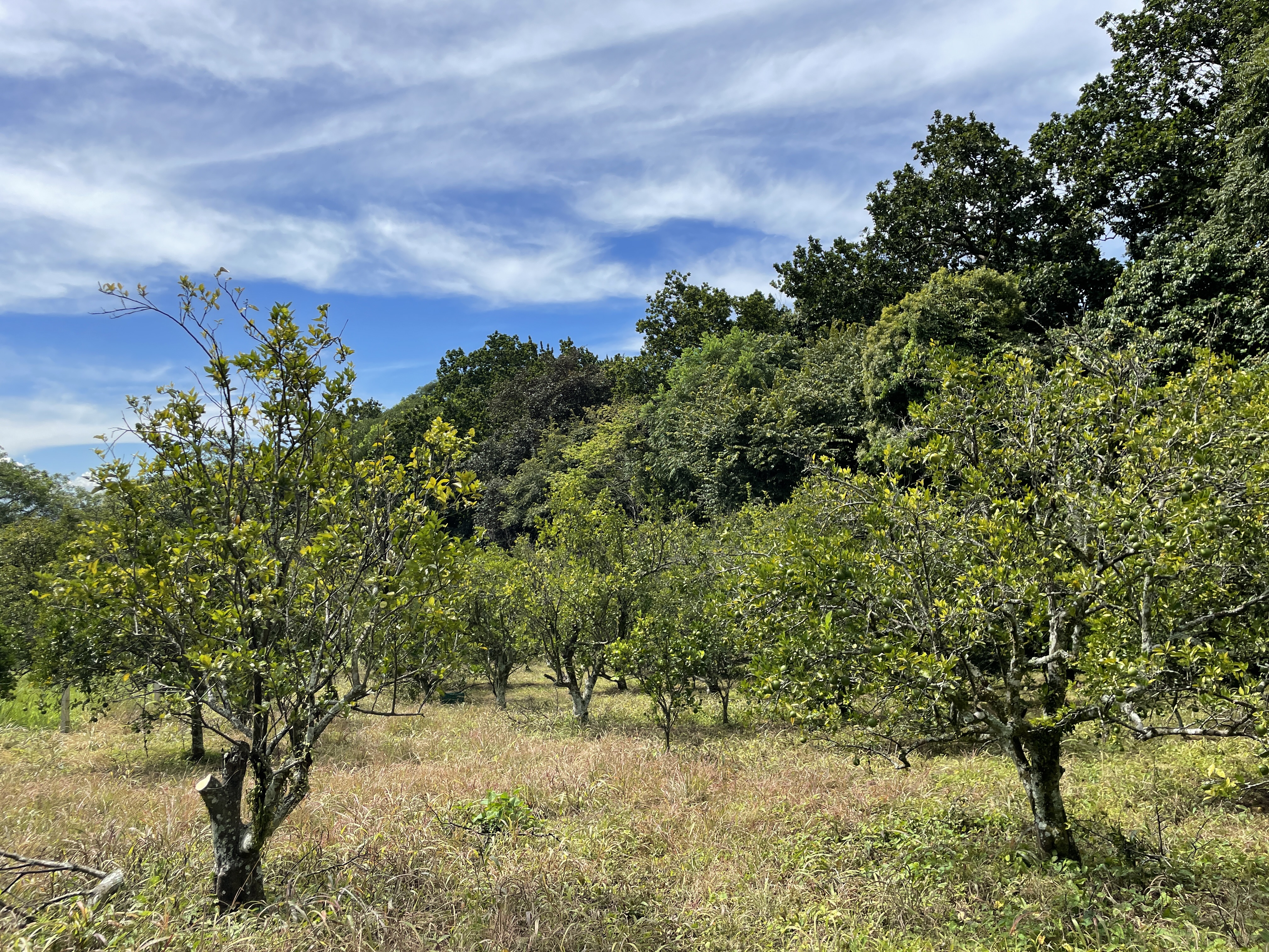 0 bed Land For Sale in Atenas, Alajuela - thumb 4