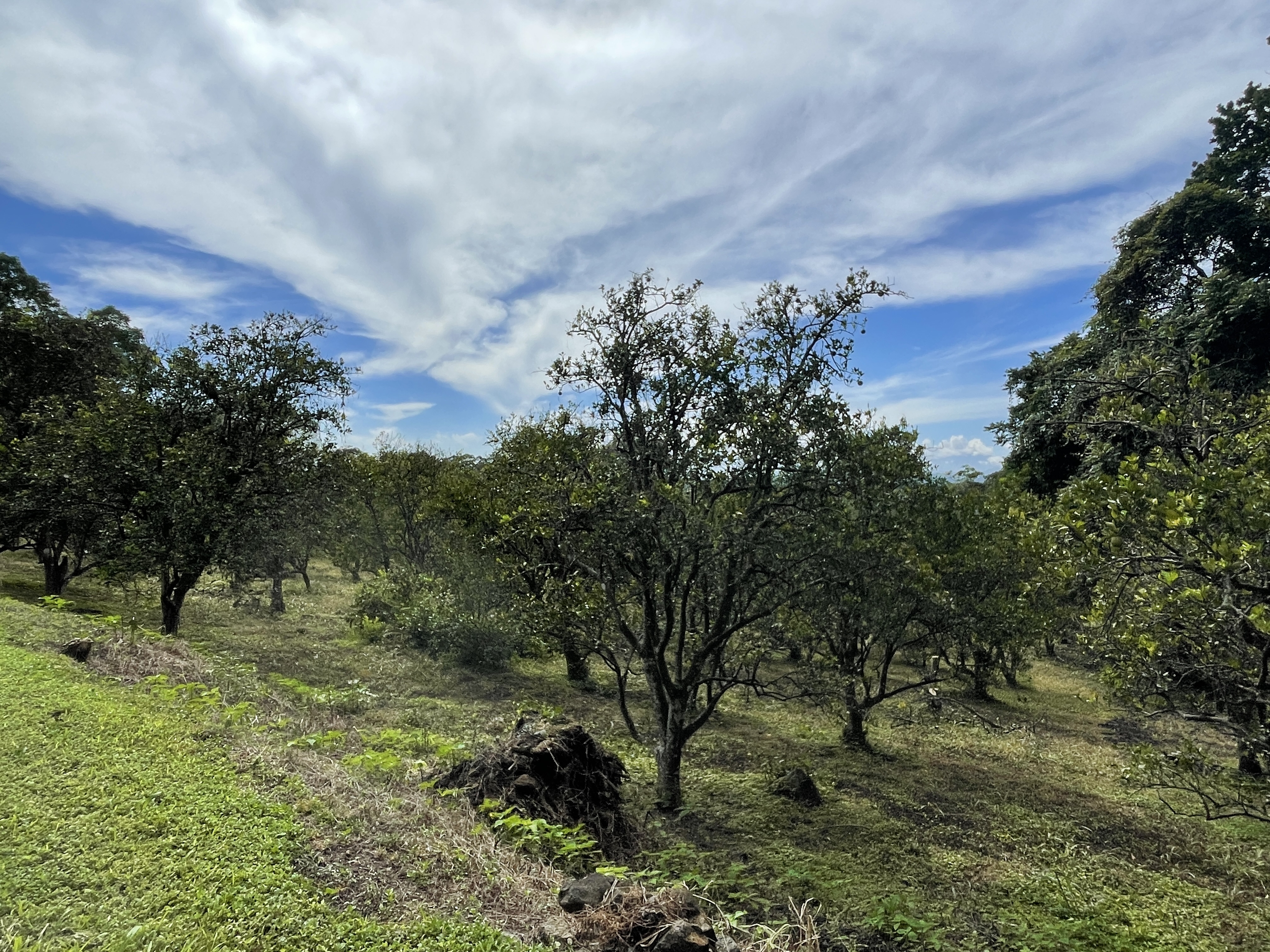 0 bed Land For Sale in Atenas, Alajuela - thumb 8