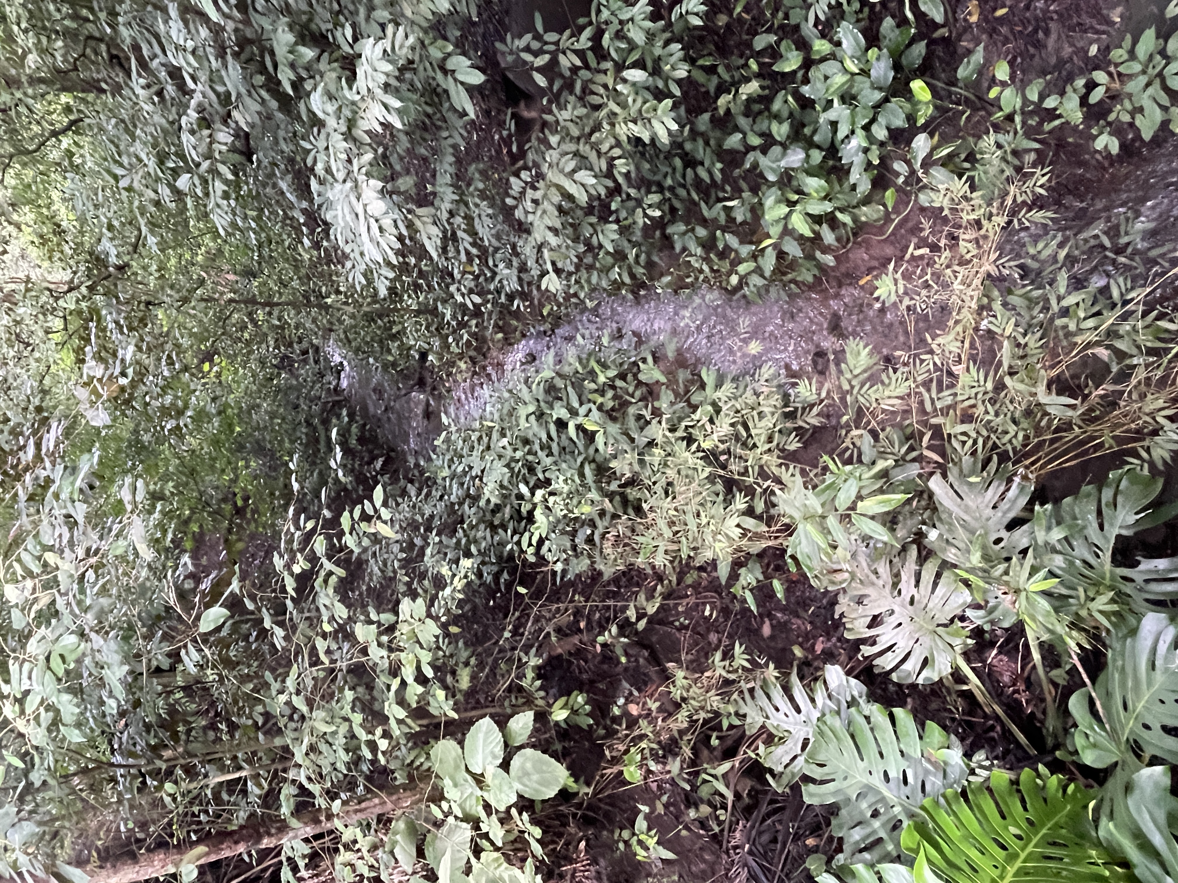 0 bed Land For Sale in Atenas, Alajuela - thumb 10