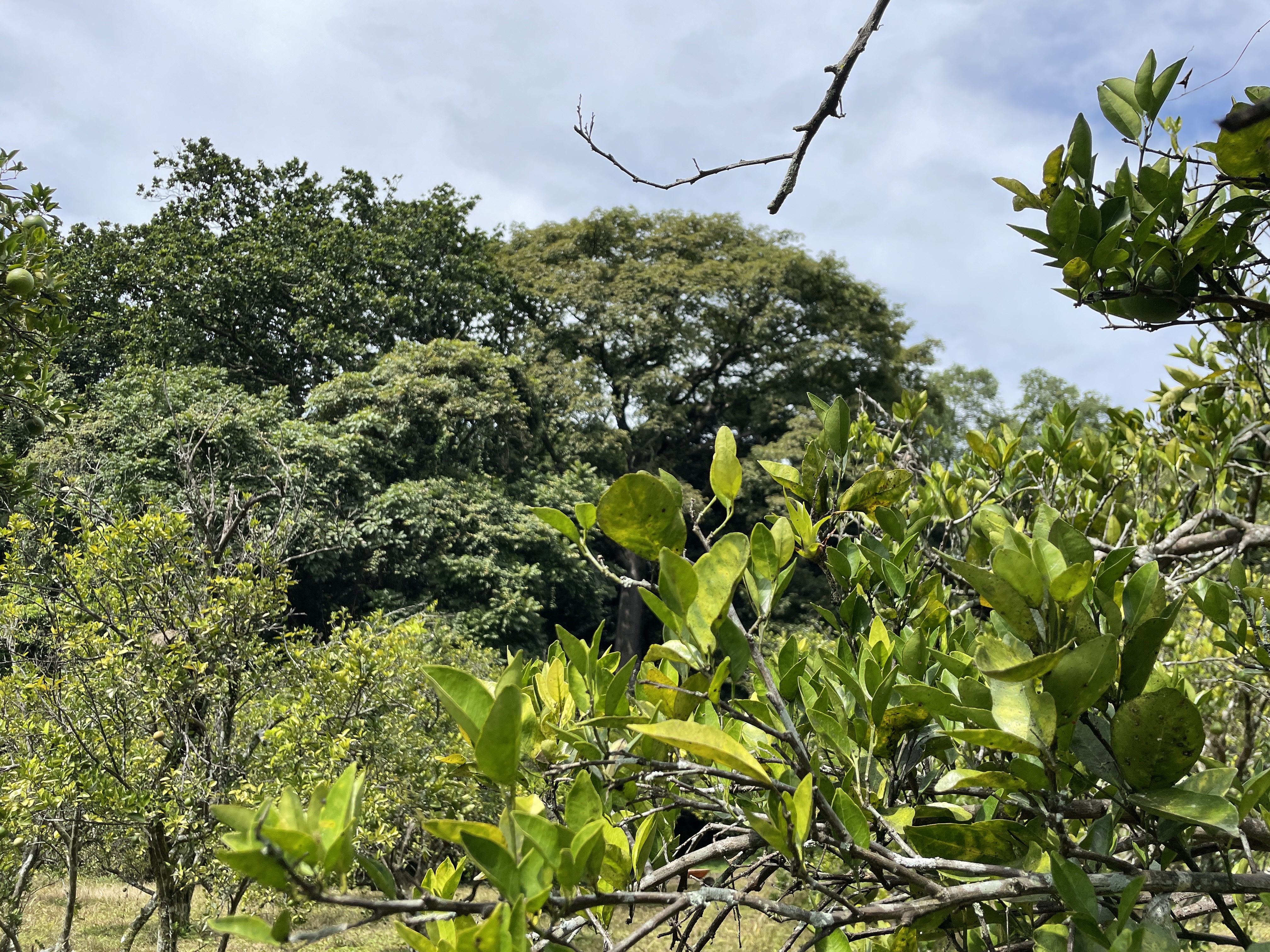0 bed Land For Sale in Atenas, Alajuela - thumb 5