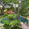  - Sombras 604 - 3 Bedrooms condo within walking distance to the beach