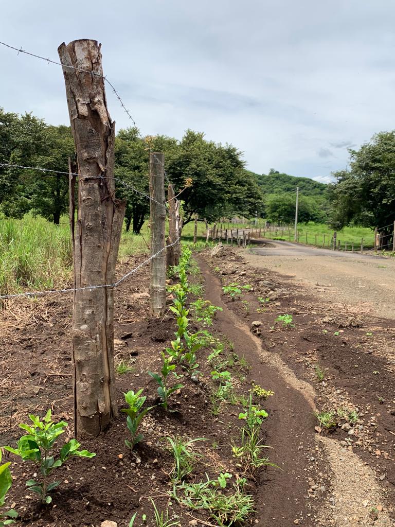 4 bed Commercial For Sale in Tamarindo, Guanacaste - thumb 4