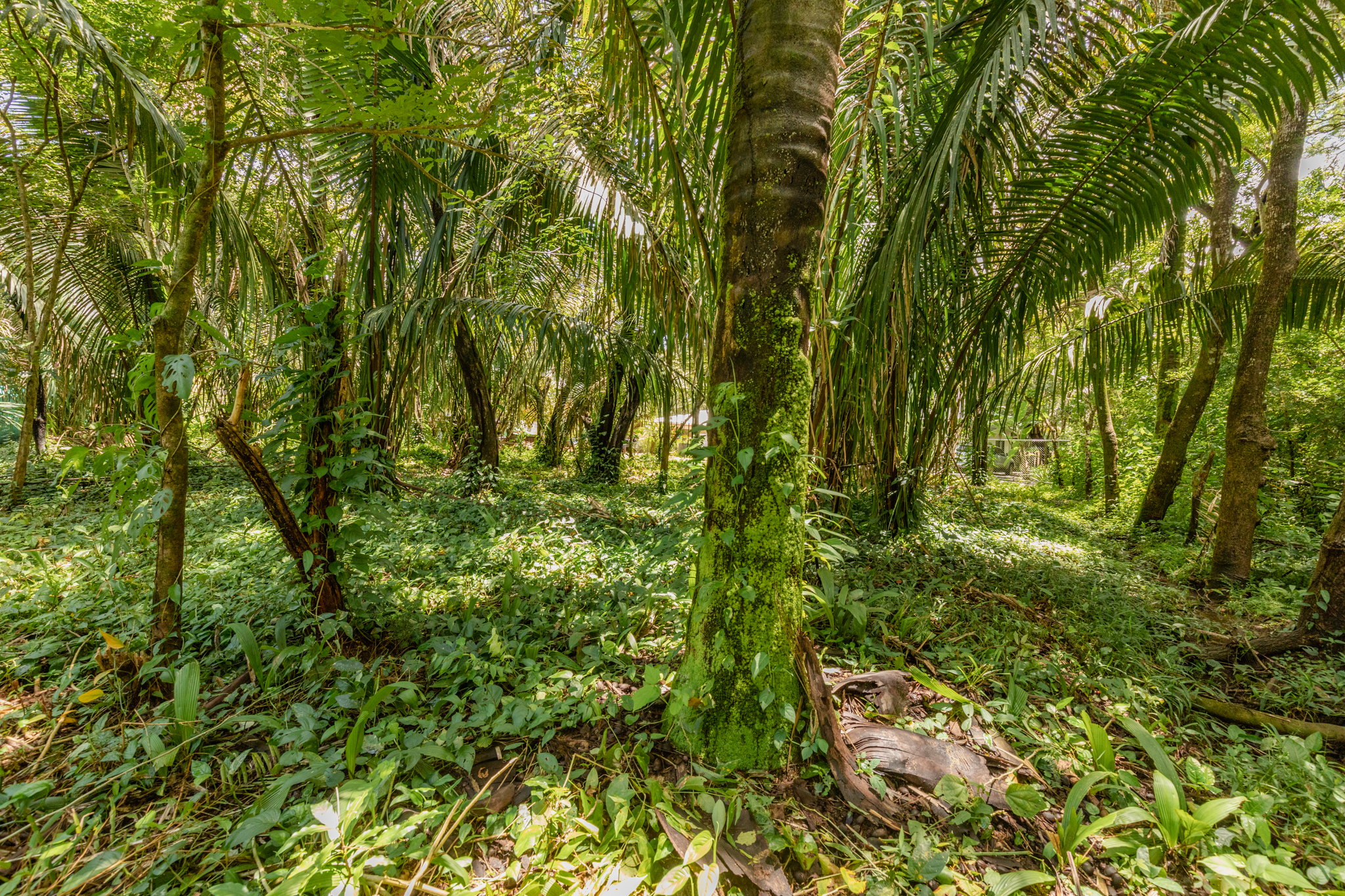 0 bed Land For Sale in Nosara, Guanacaste - thumb 4