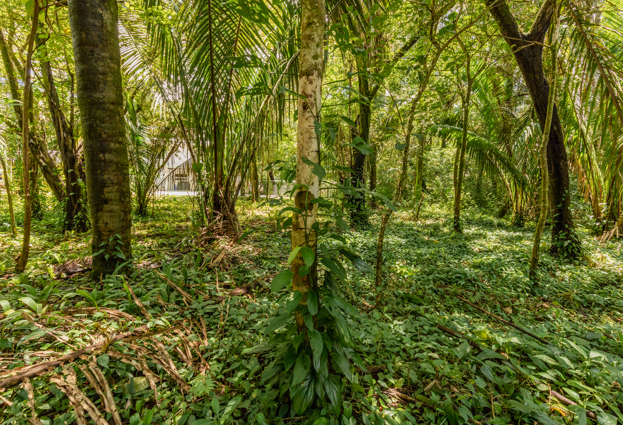 0 bed Land For Sale in Nosara, Guanacaste - thumb 5