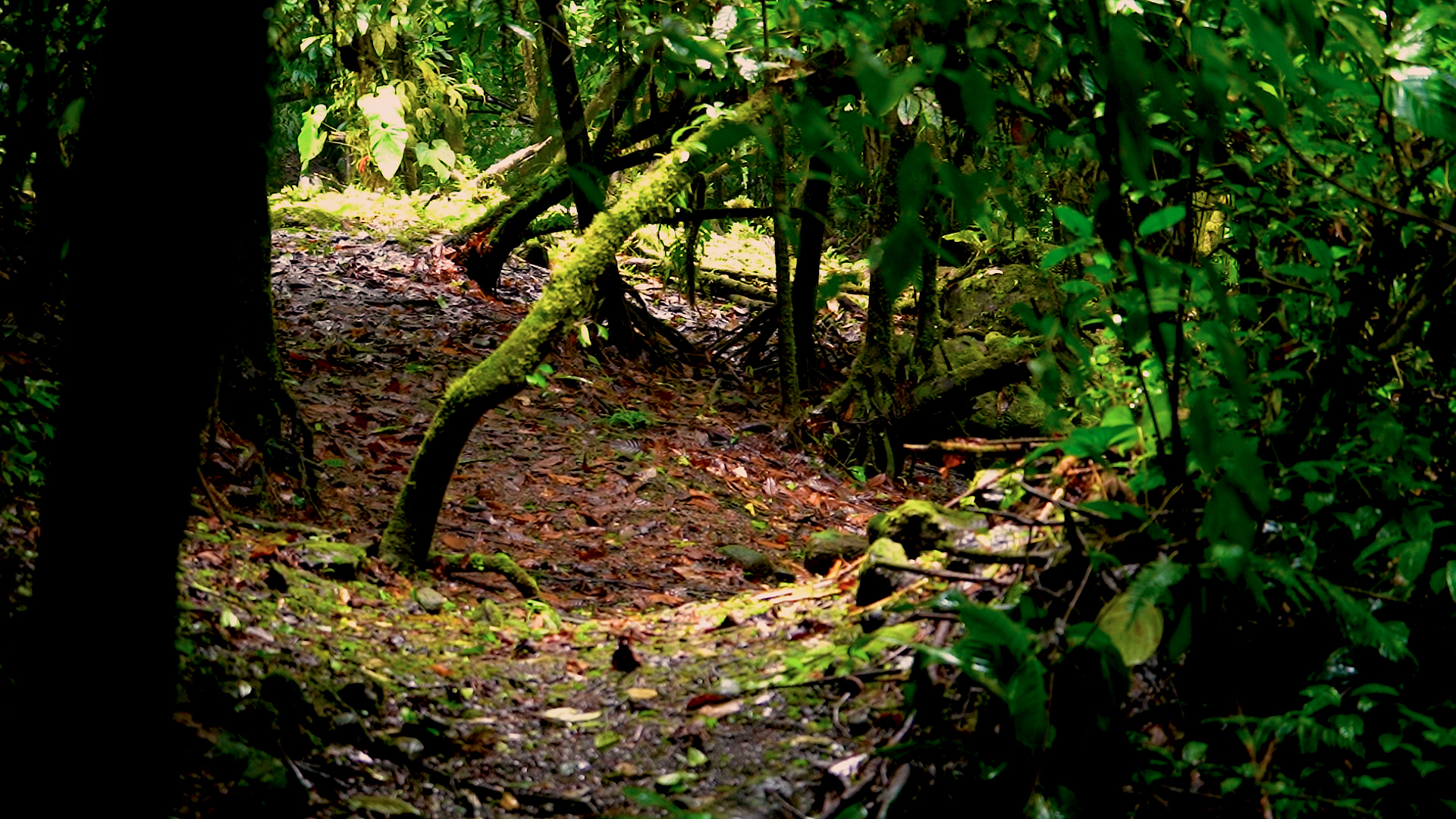 0 bed Land For Sale in Quepos, Puntarenas - thumb 3