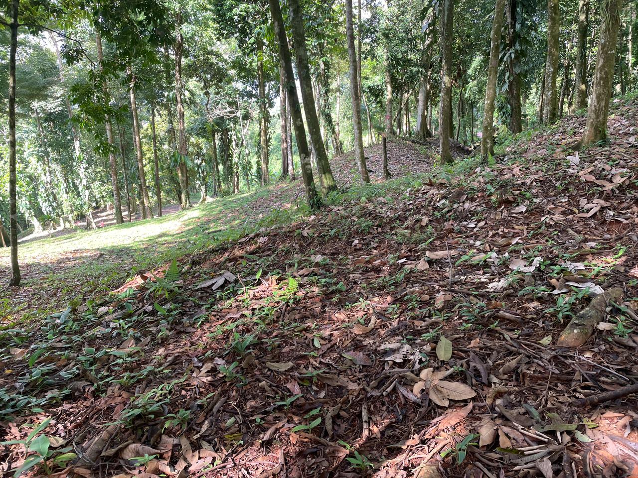 0 bed Land For Sale in Uvita, Puntarenas - thumb 9