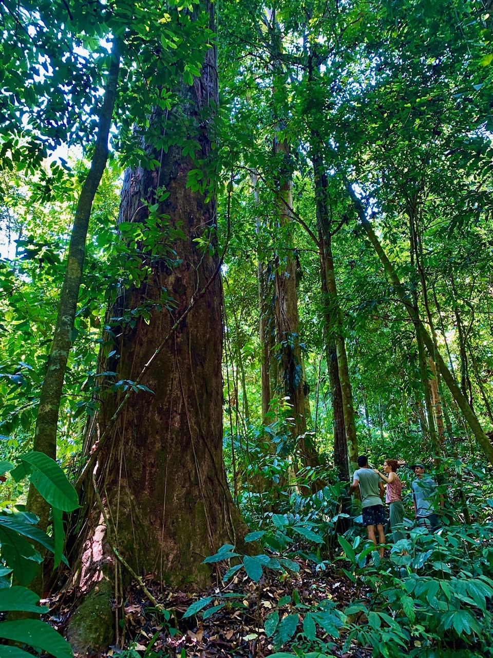 0 bed Land For Sale in Uvita, Puntarenas - thumb 2