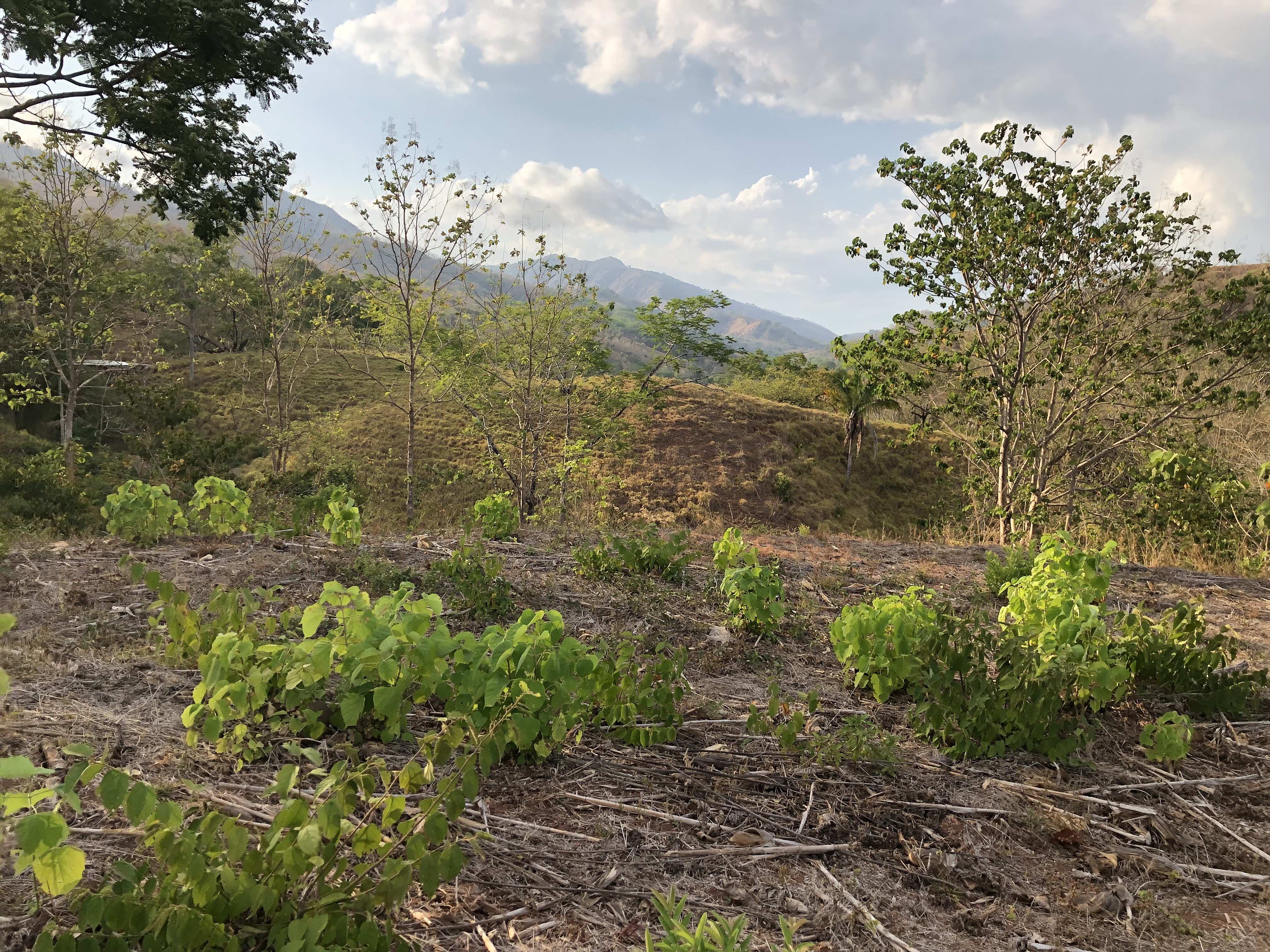 0 bed Land For Sale in Samara, Guanacaste - thumb 1