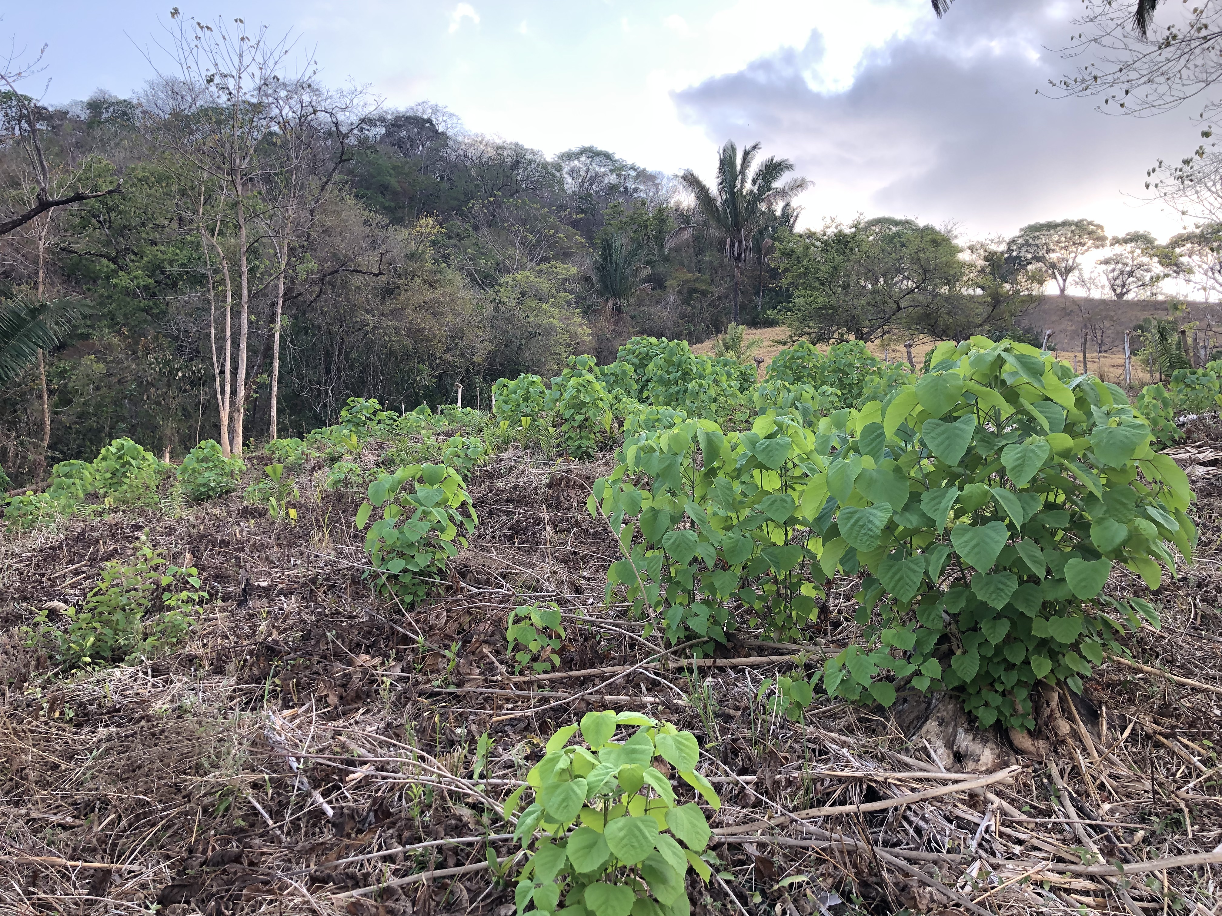 0 bed Land For Sale in Samara, Guanacaste - thumb 13