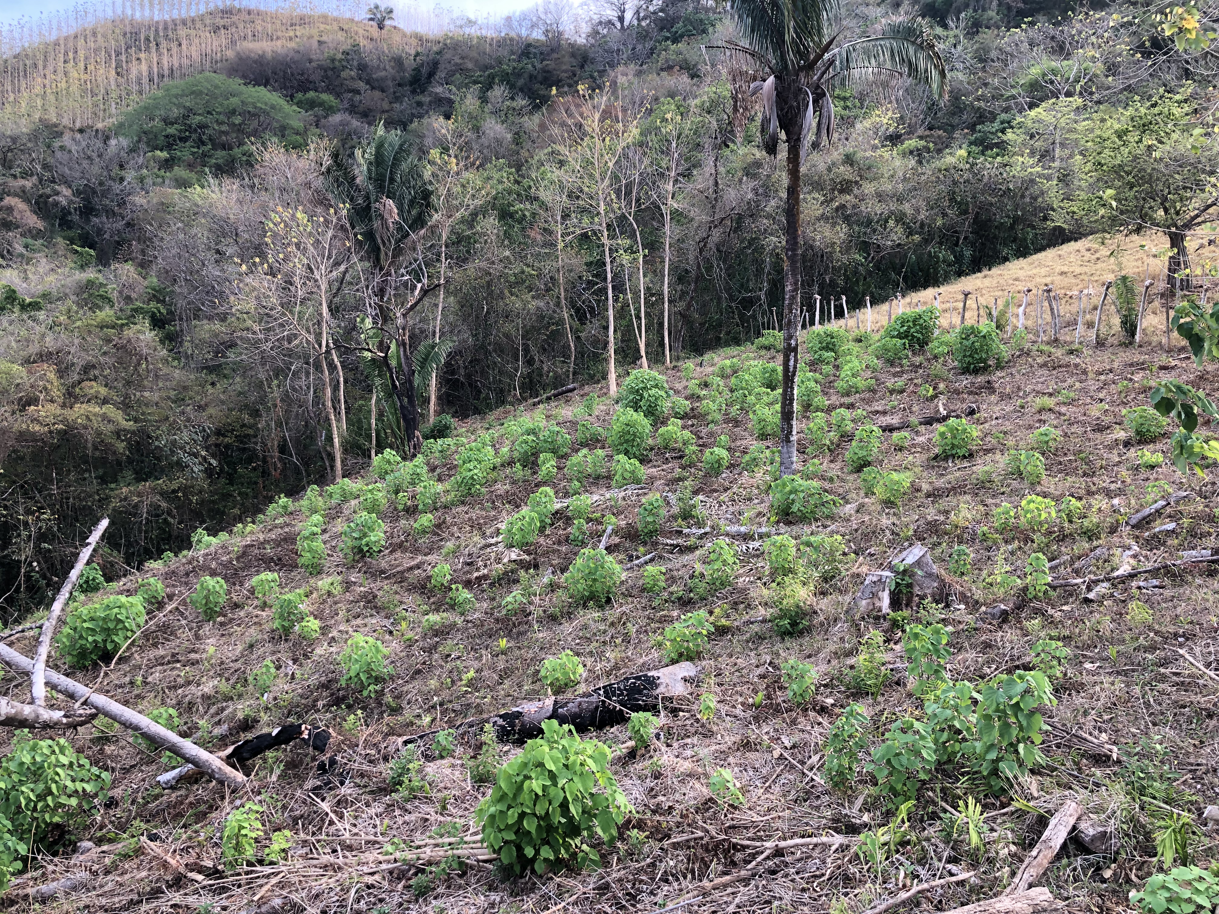 0 bed Land For Sale in Samara, Guanacaste - thumb 5