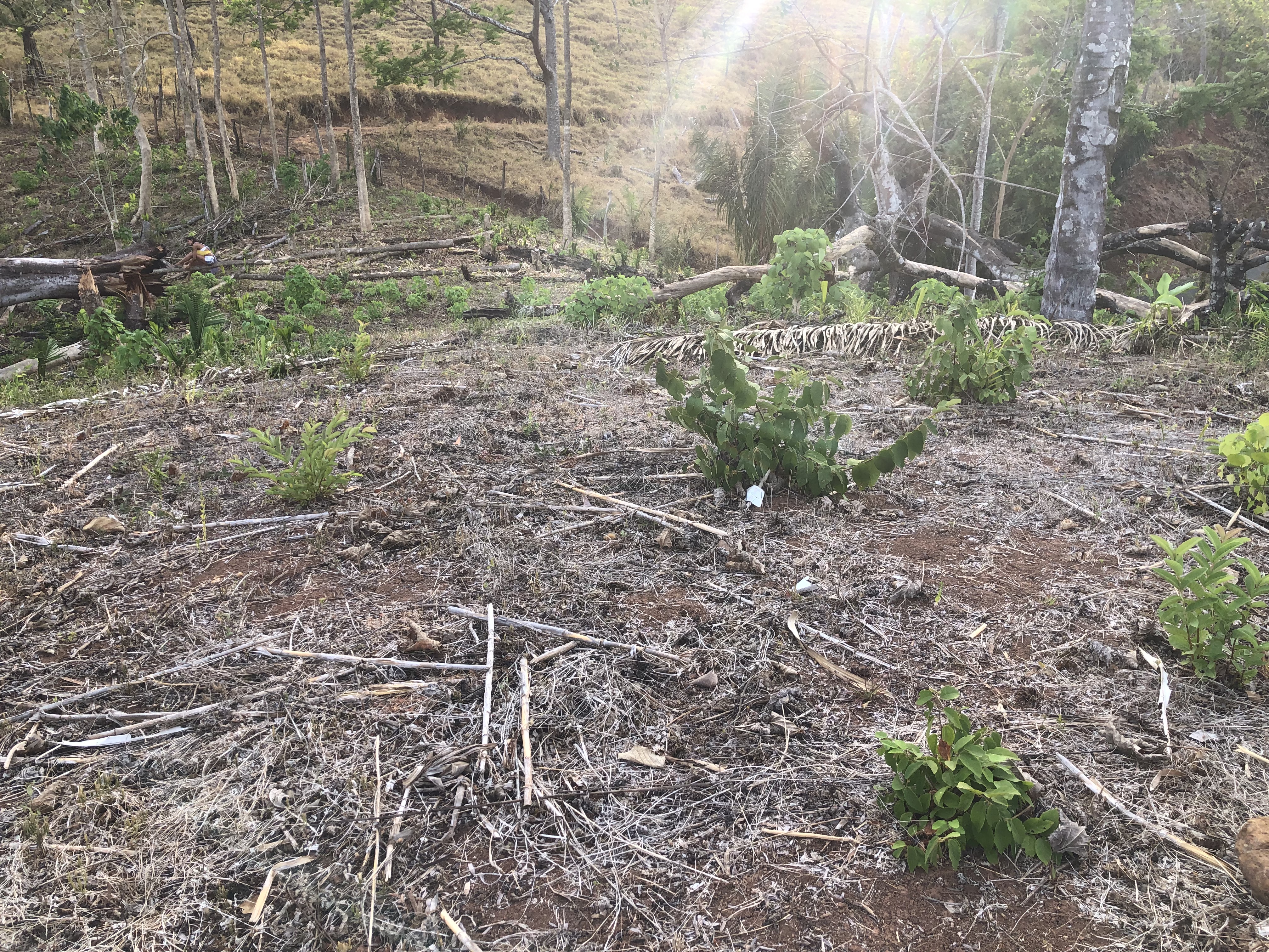 0 bed Land For Sale in Samara, Guanacaste - thumb 9