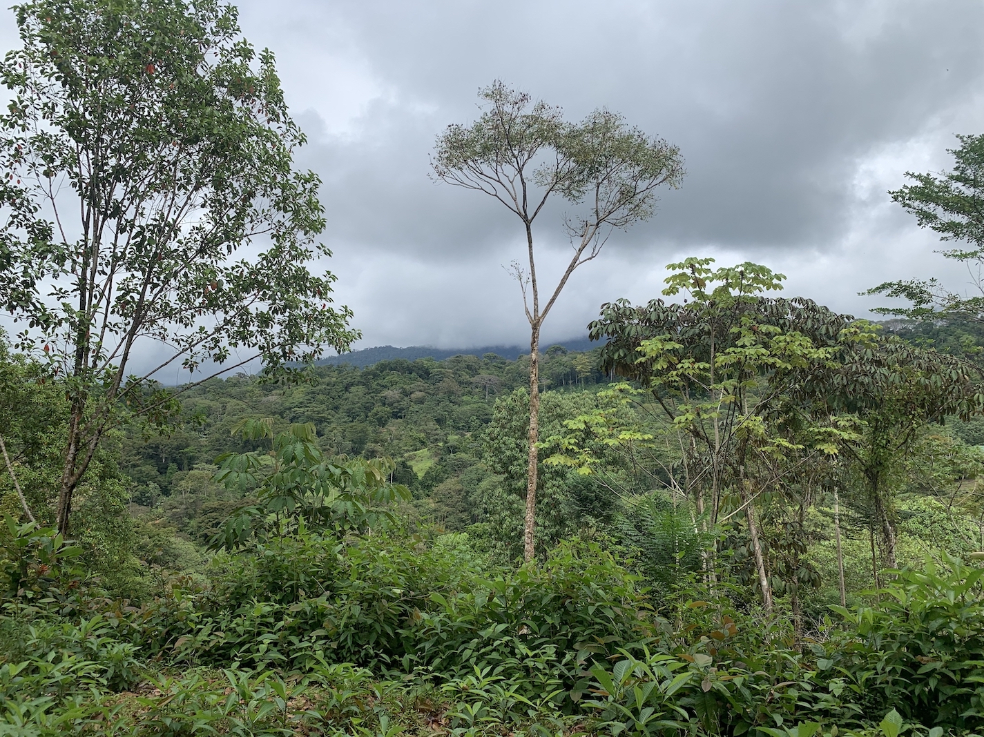 0 bed Land For Sale in Uvita, Puntarenas - thumb 11