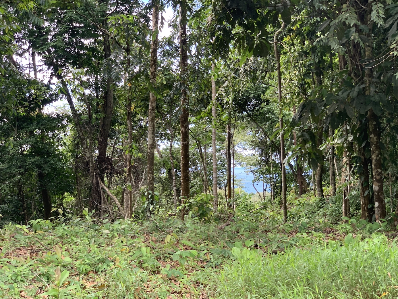 0 bed Land For Sale in Uvita, Puntarenas - thumb 1