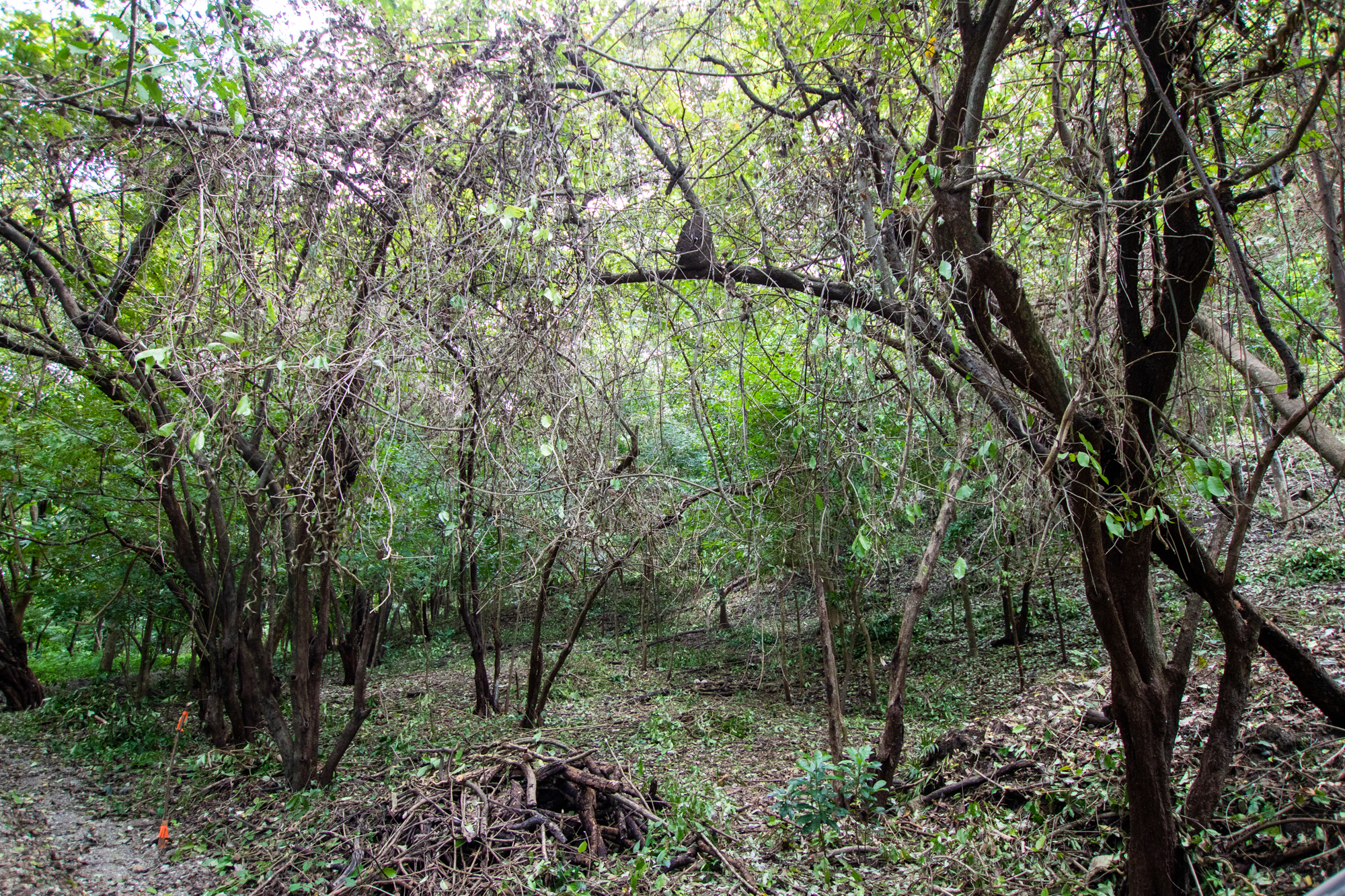 0 bed Land For Sale in Nosara, Guanacaste - thumb 5
