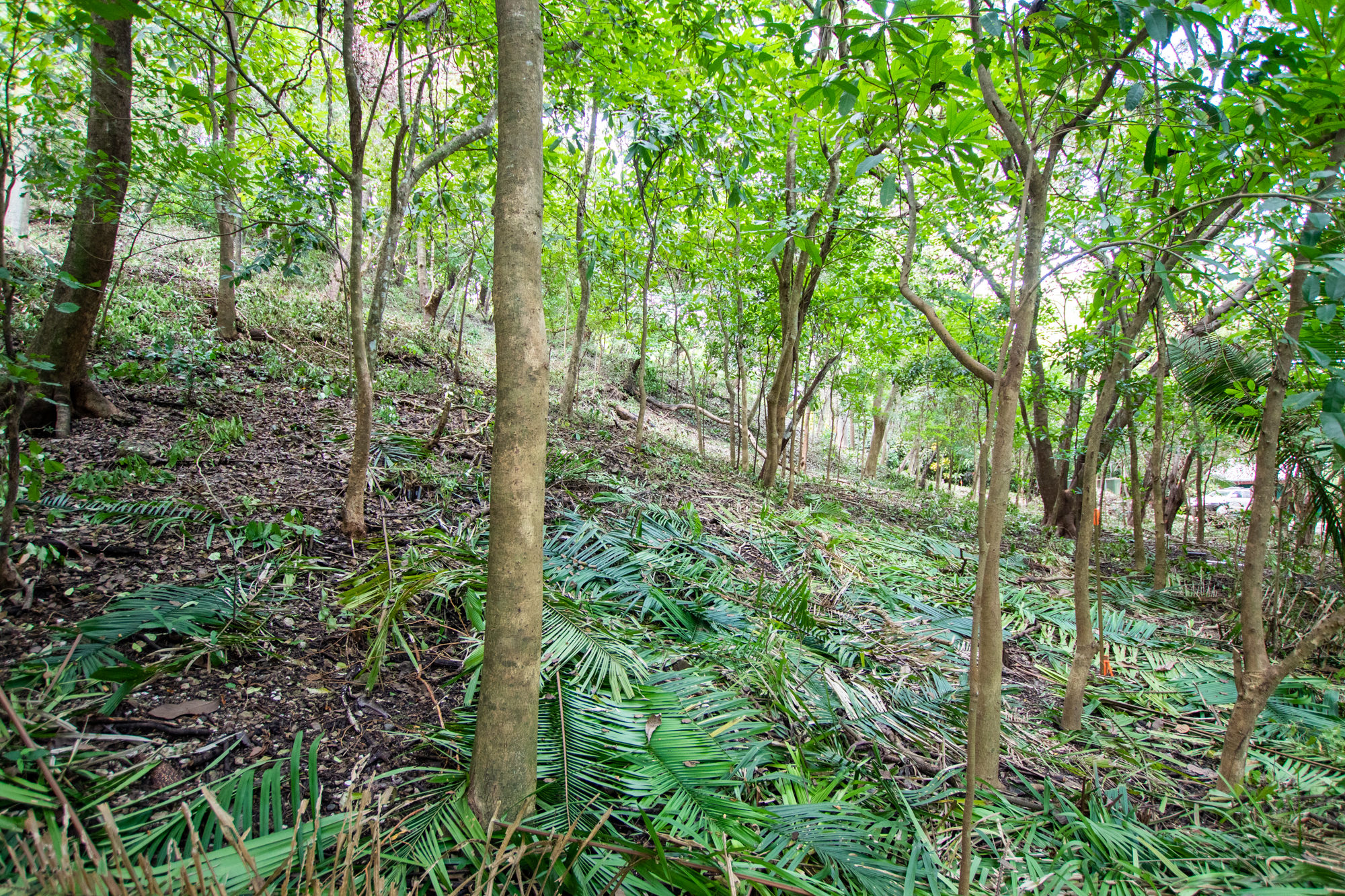 0 bed Land For Sale in Nosara, Guanacaste - thumb 1
