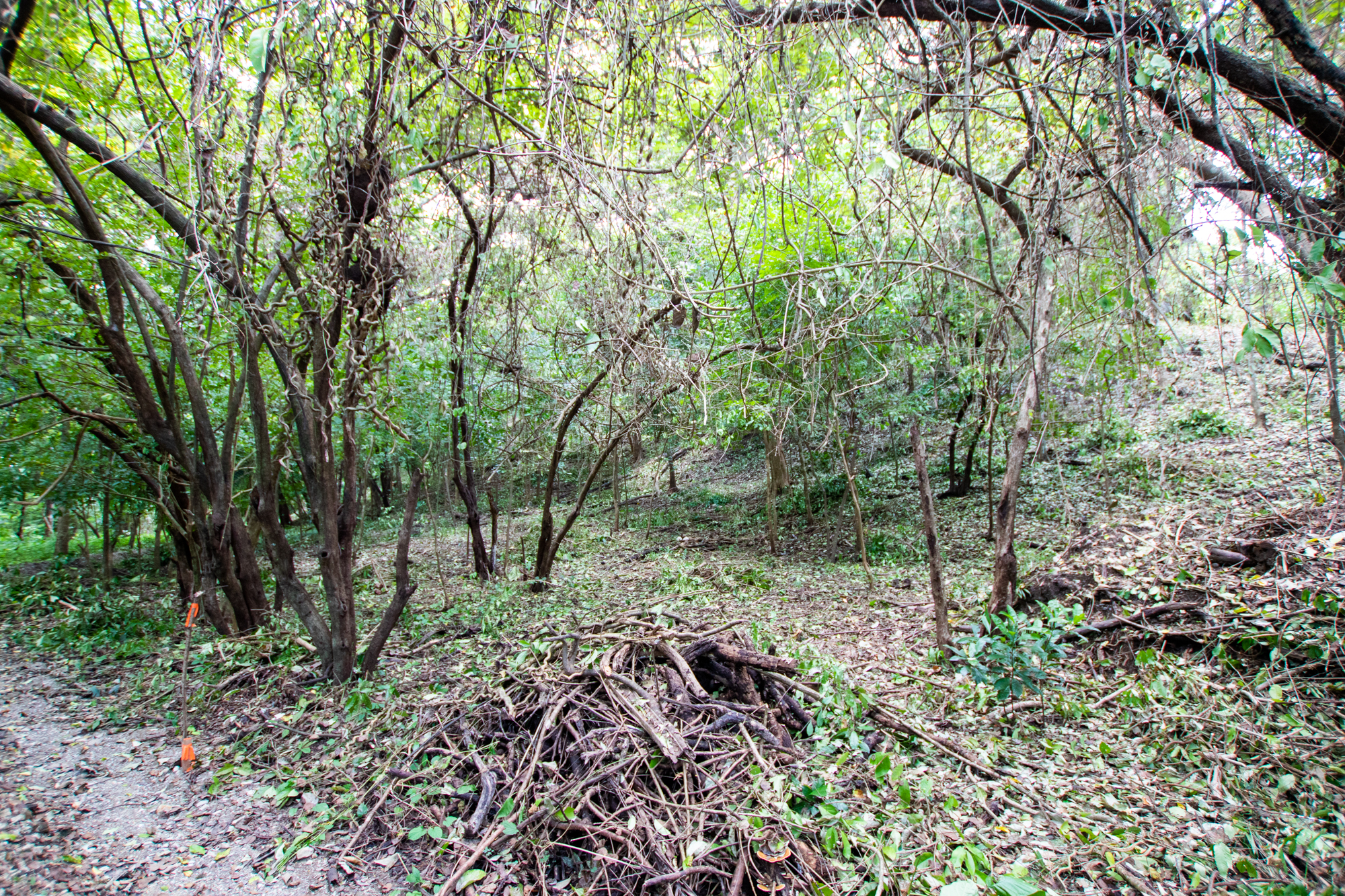 0 bed Land For Sale in Nosara, Guanacaste - thumb 7