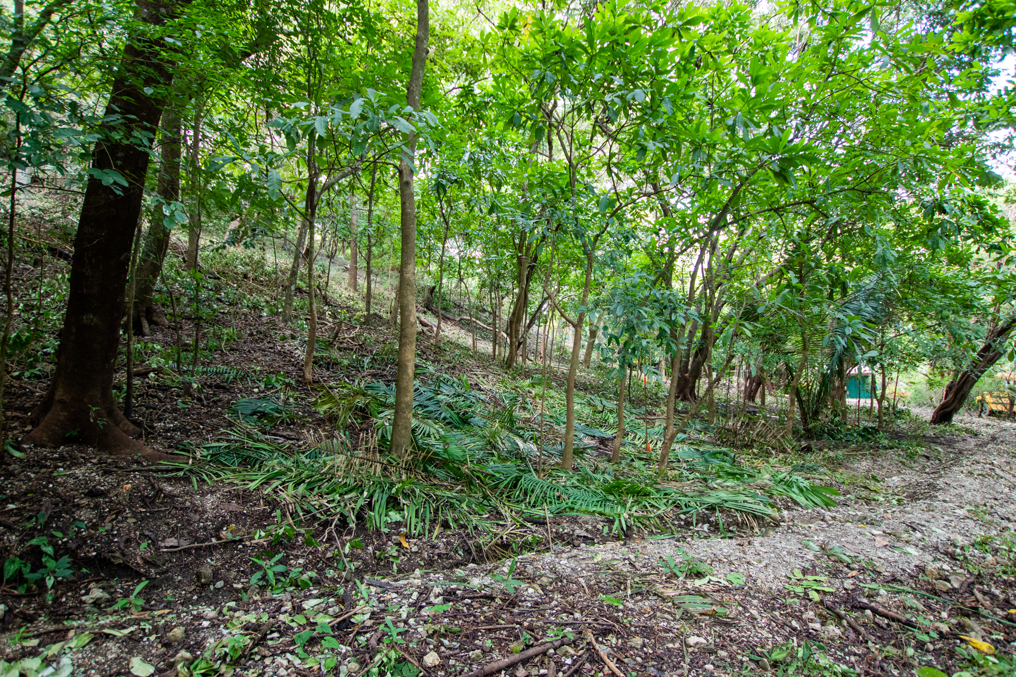 0 bed Land For Sale in Nosara, Guanacaste - thumb 9