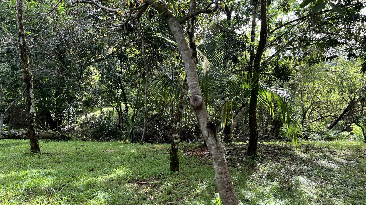 0 bed Land For Sale in Cobano, Puntarenas - thumb 4