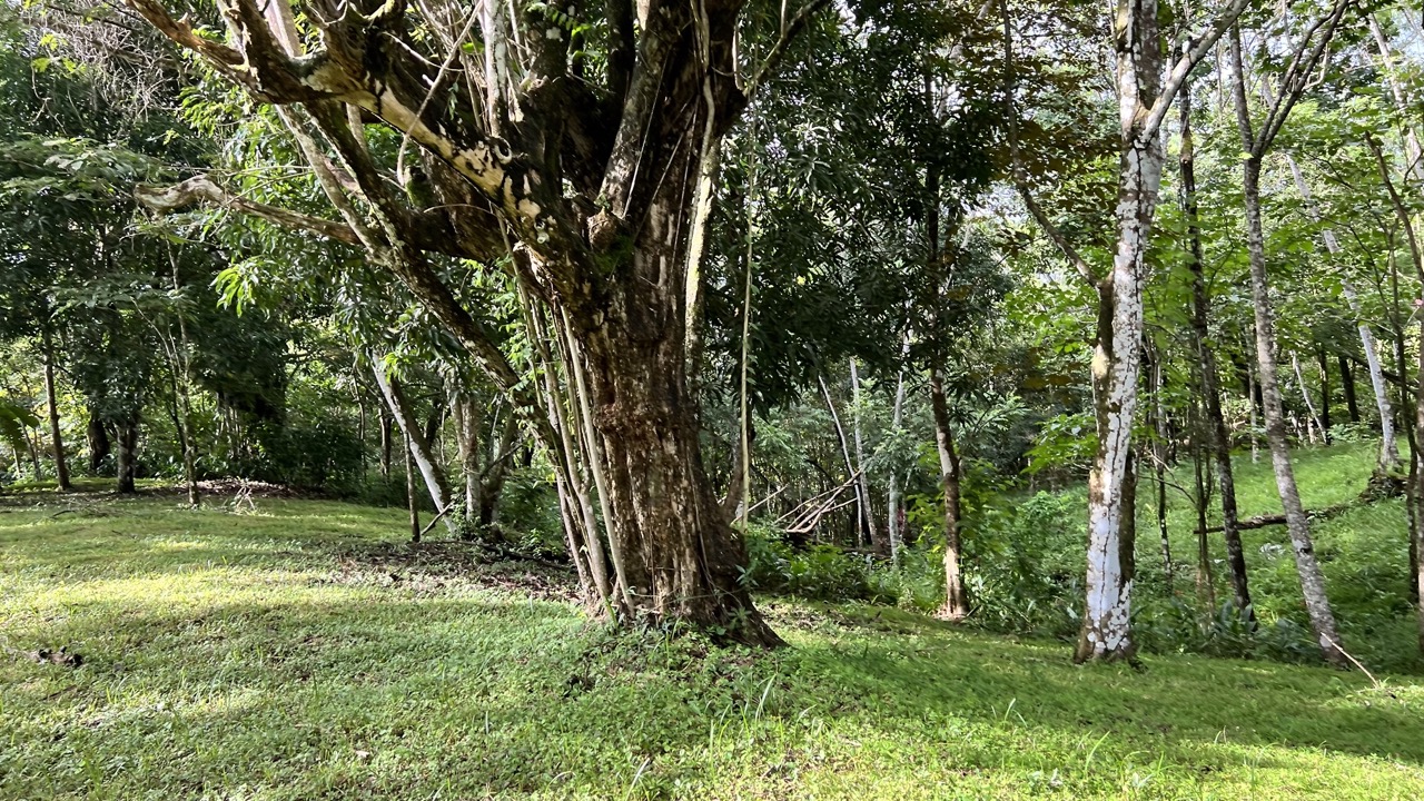 0 bed Land For Sale in Cobano, Puntarenas - thumb 2