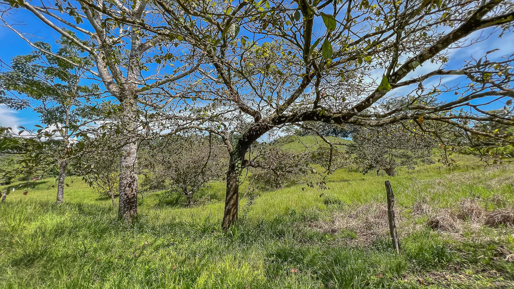 0 bed Land For Sale in Delicias, Puntarenas - thumb 9