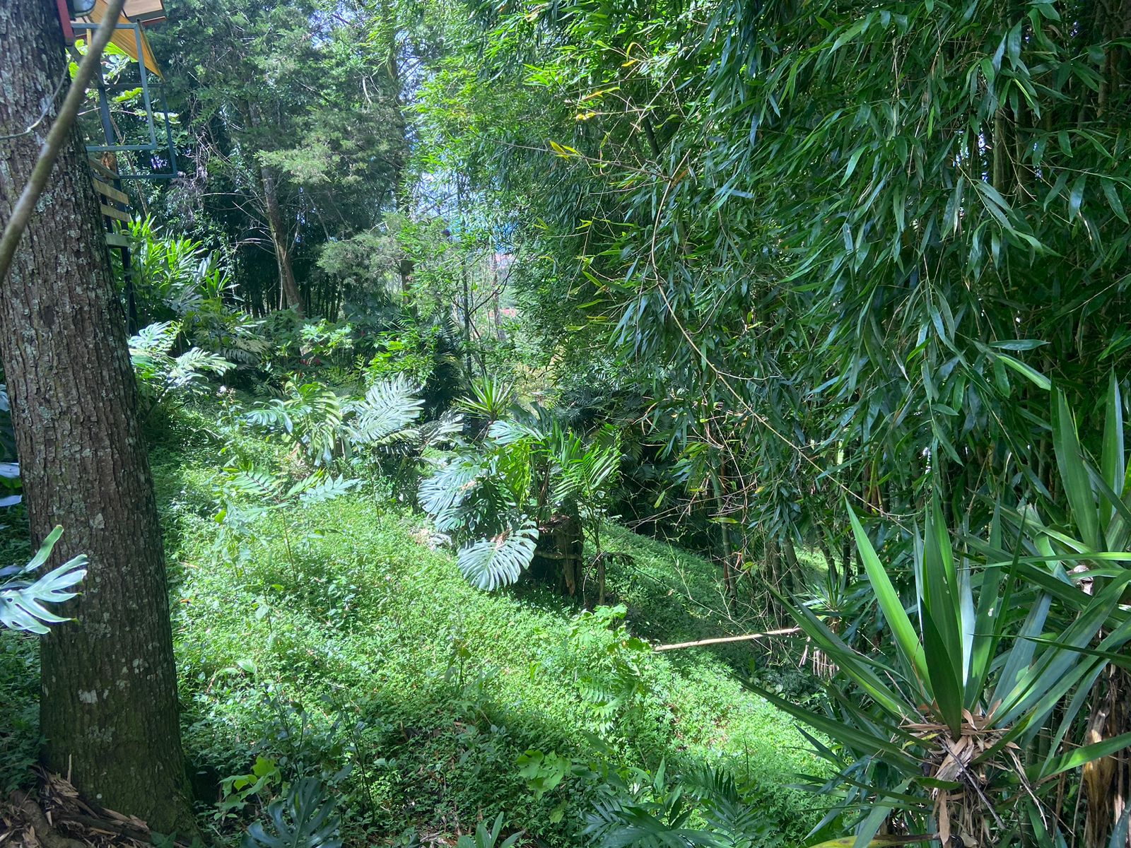 4 bed Land For Sale in Montes de Oca, San Jose - thumb 4